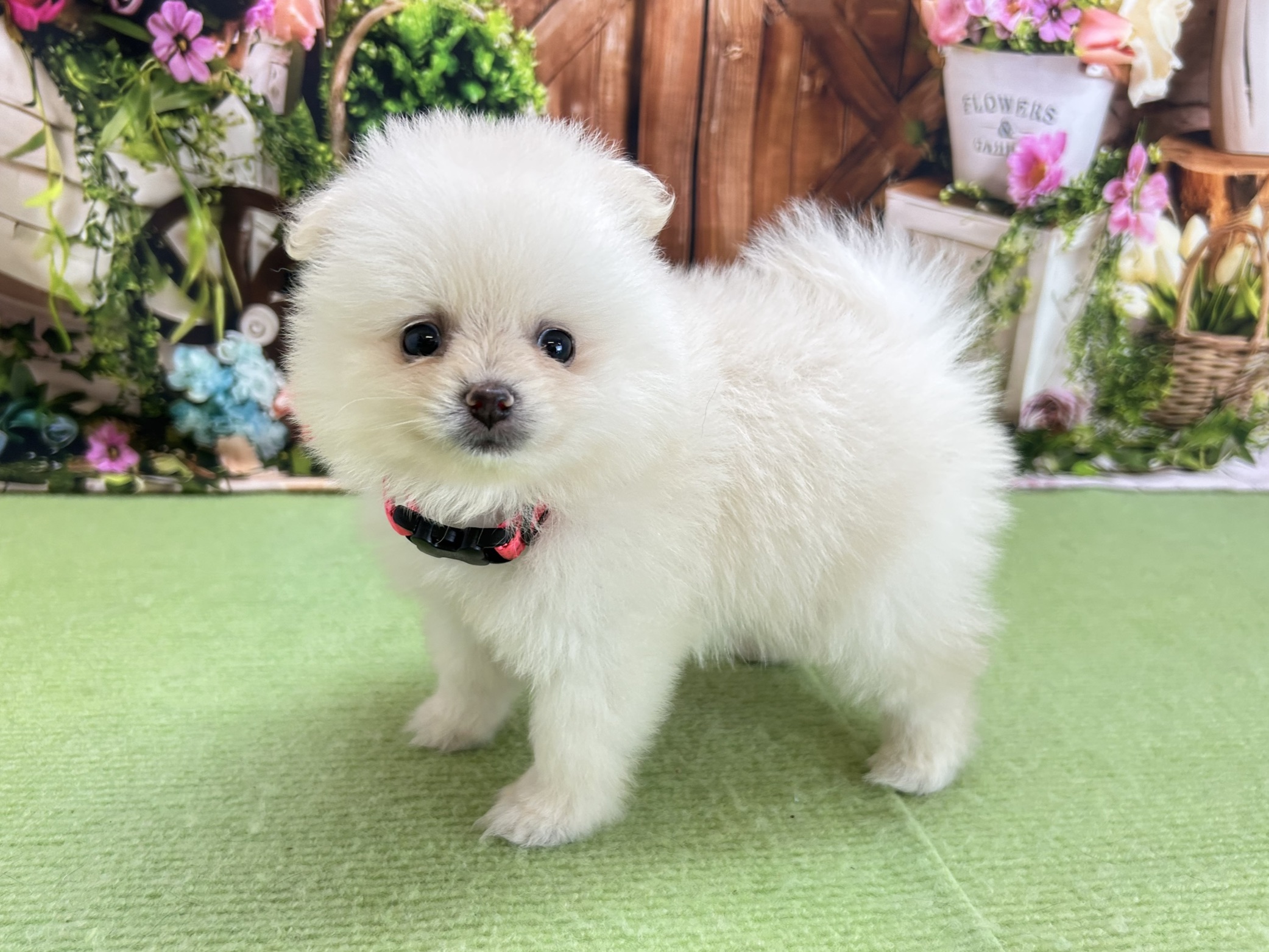 赤ちゃん写真3-2