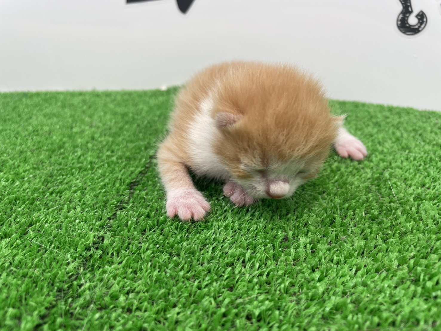 赤ちゃん写真1-1