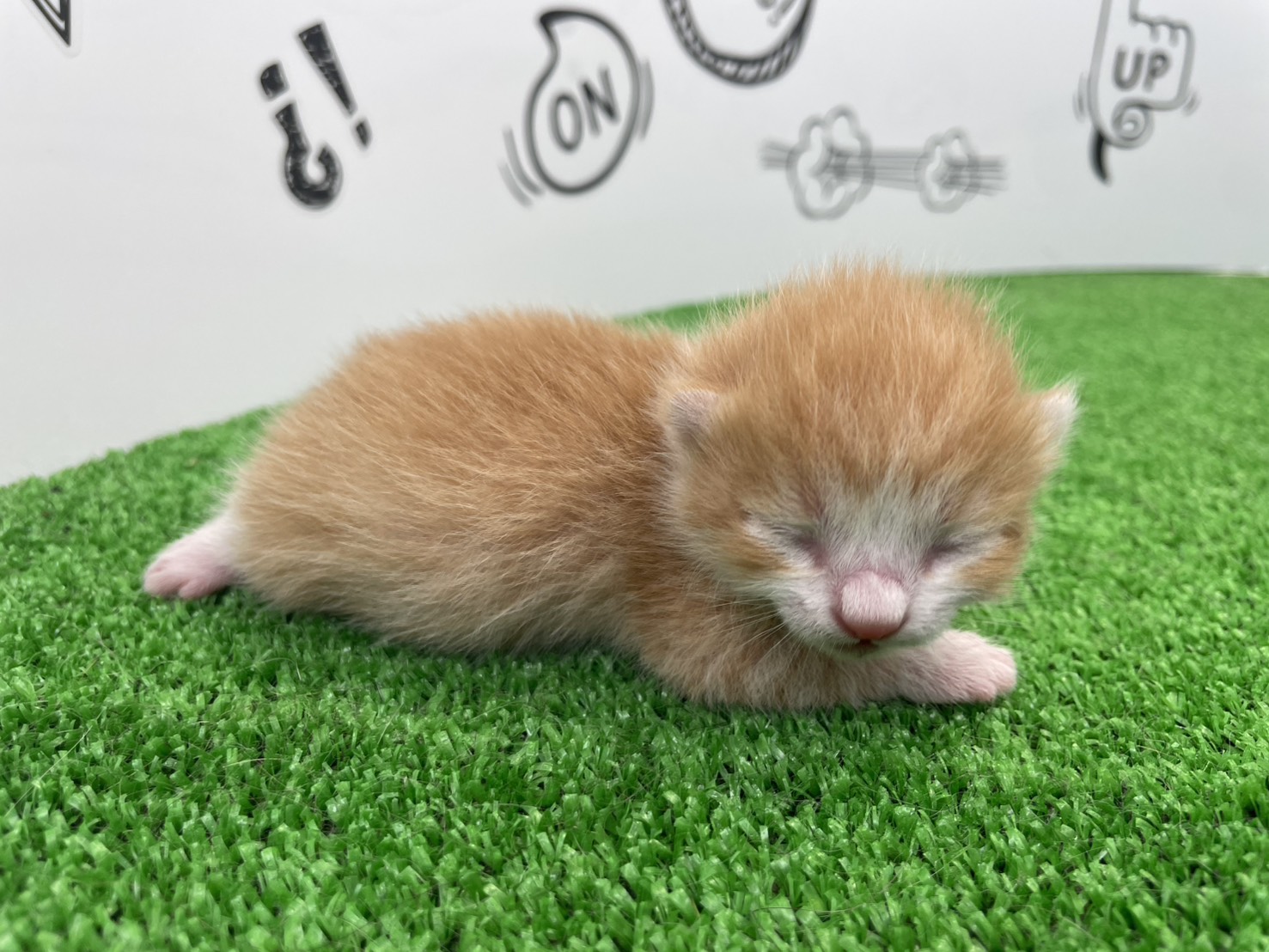 赤ちゃん写真1-2