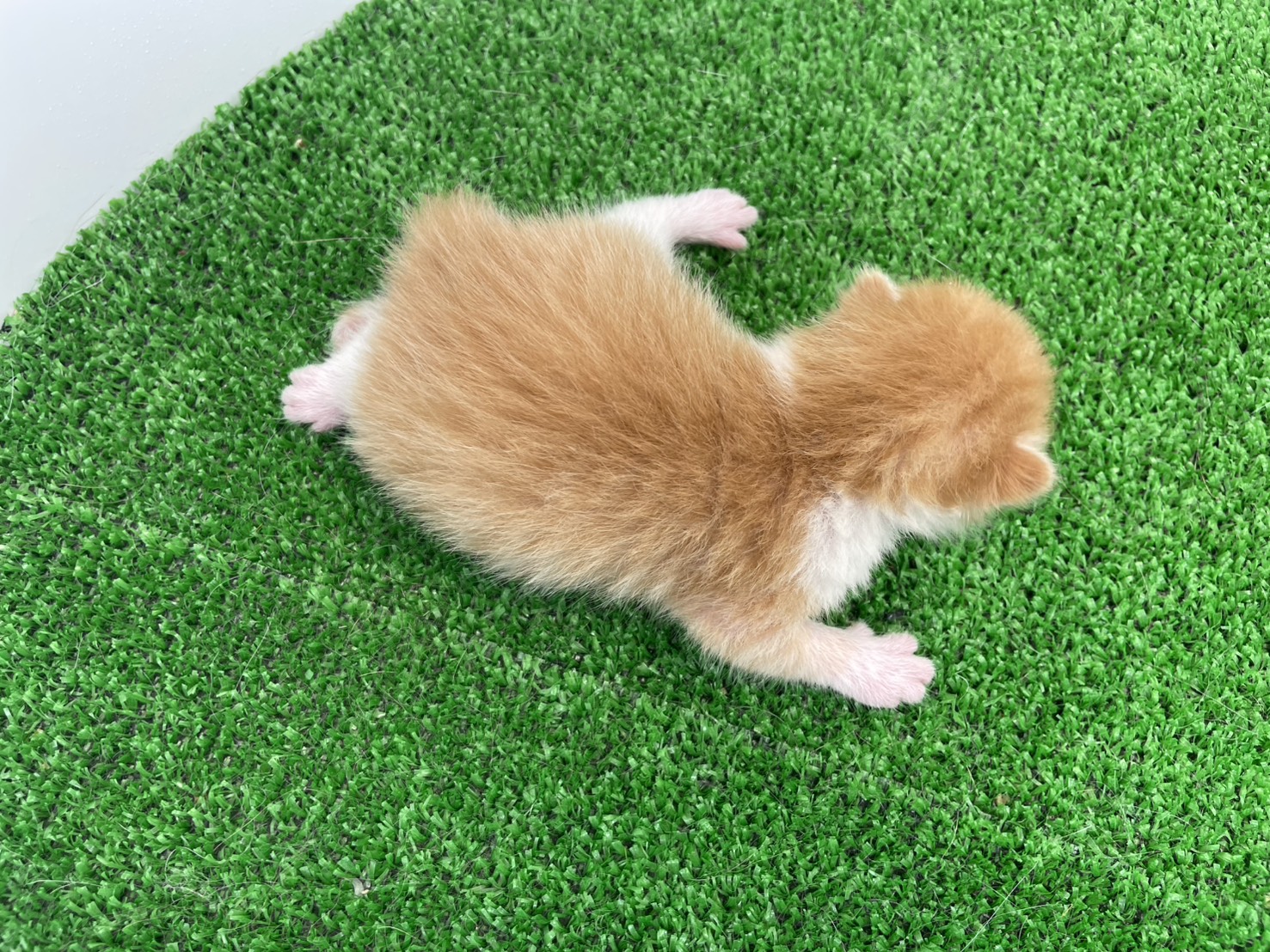 赤ちゃん写真1-3