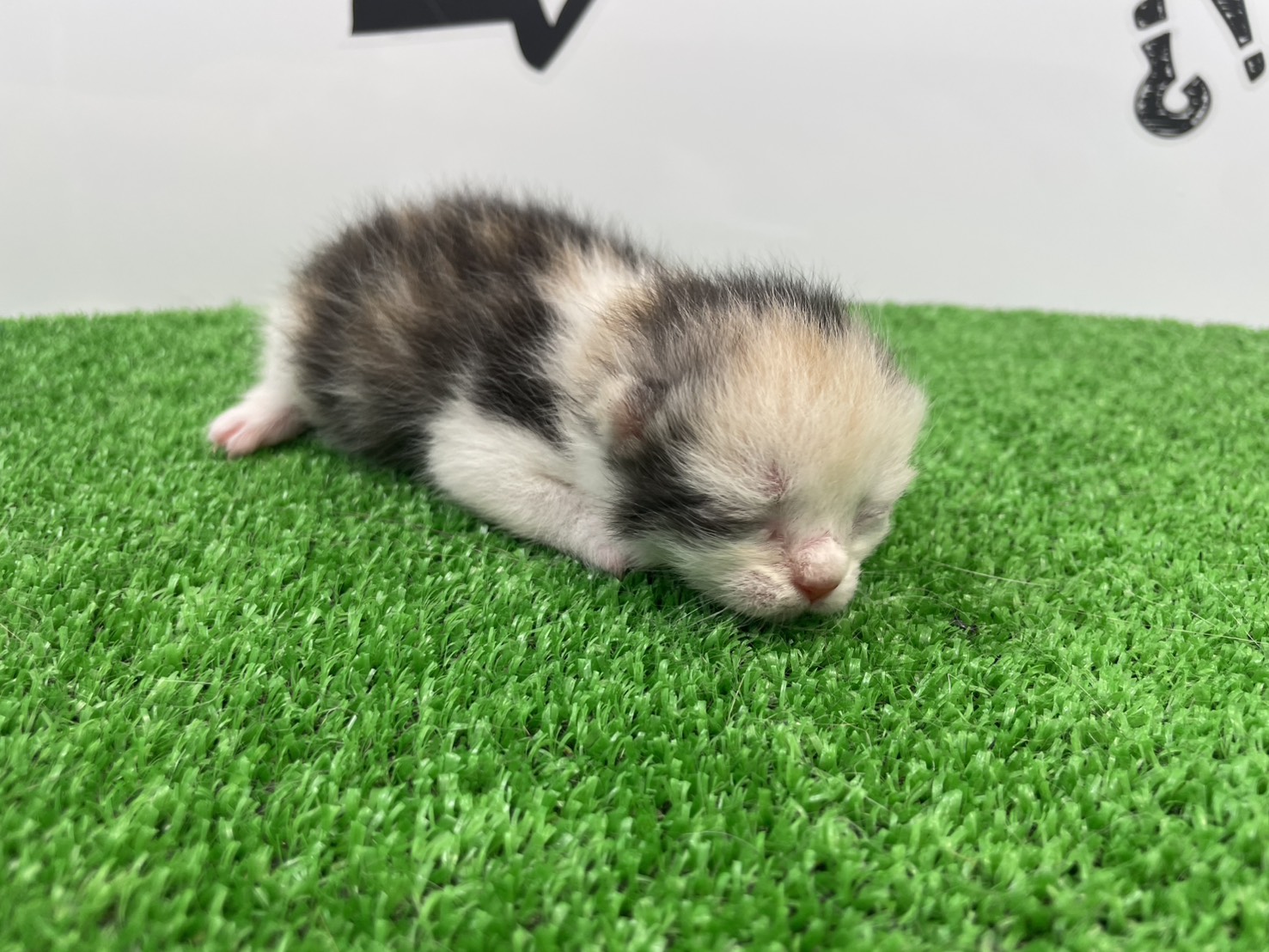 赤ちゃん写真1-1