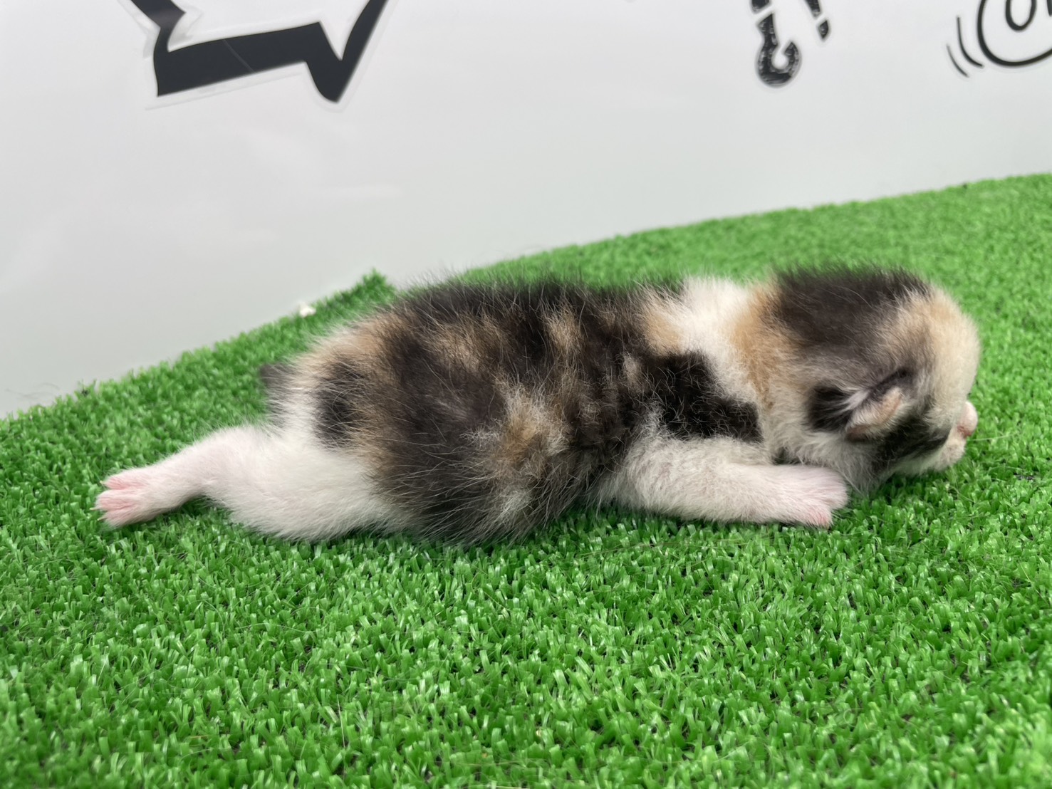 赤ちゃん写真1-2