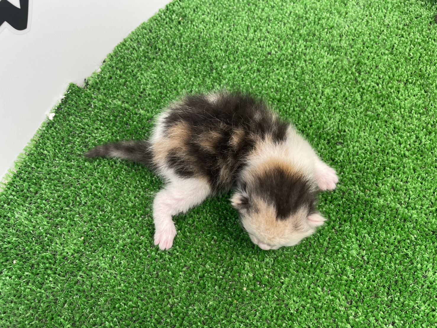 赤ちゃん写真1-3