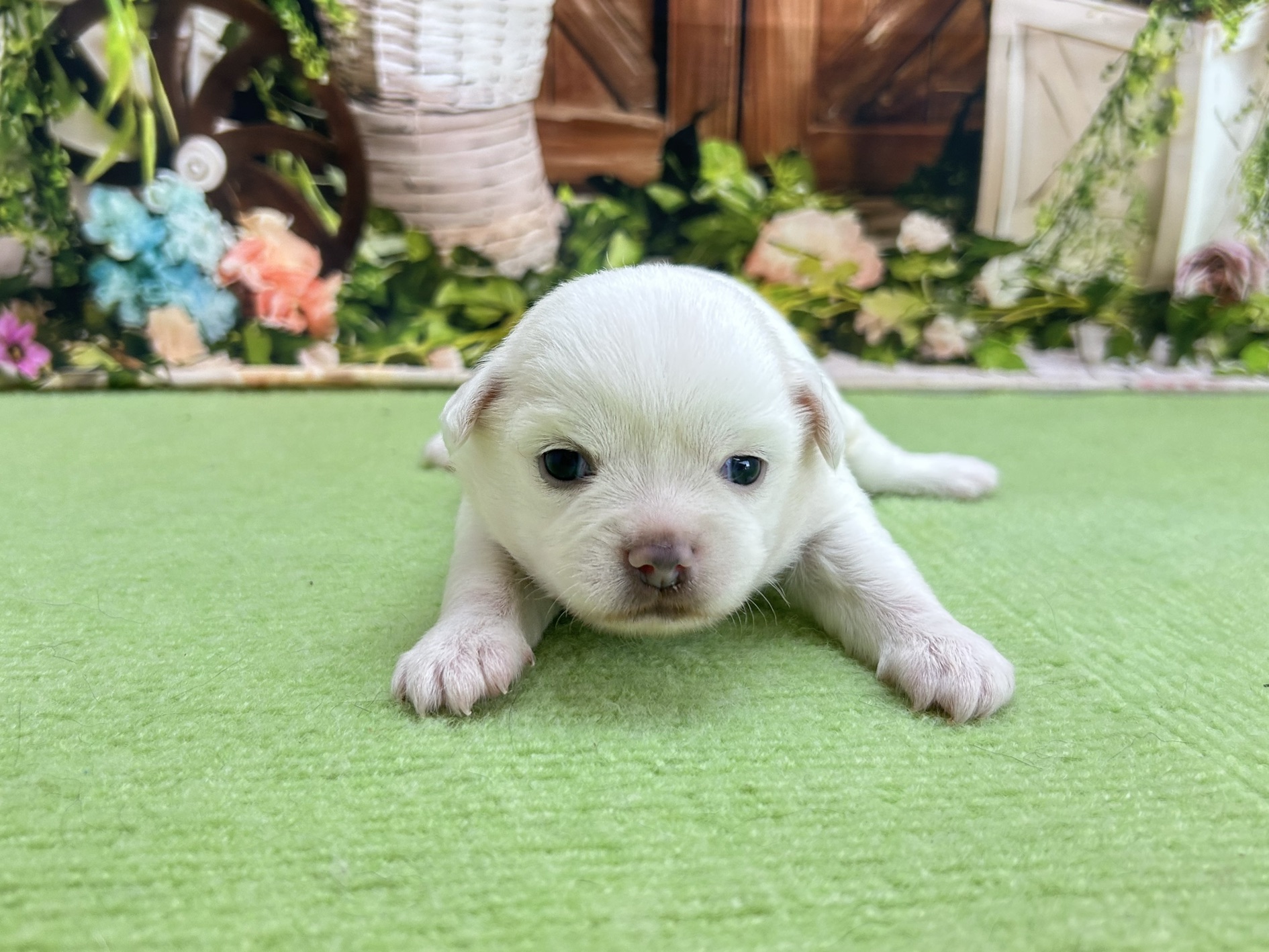 赤ちゃん写真1-1