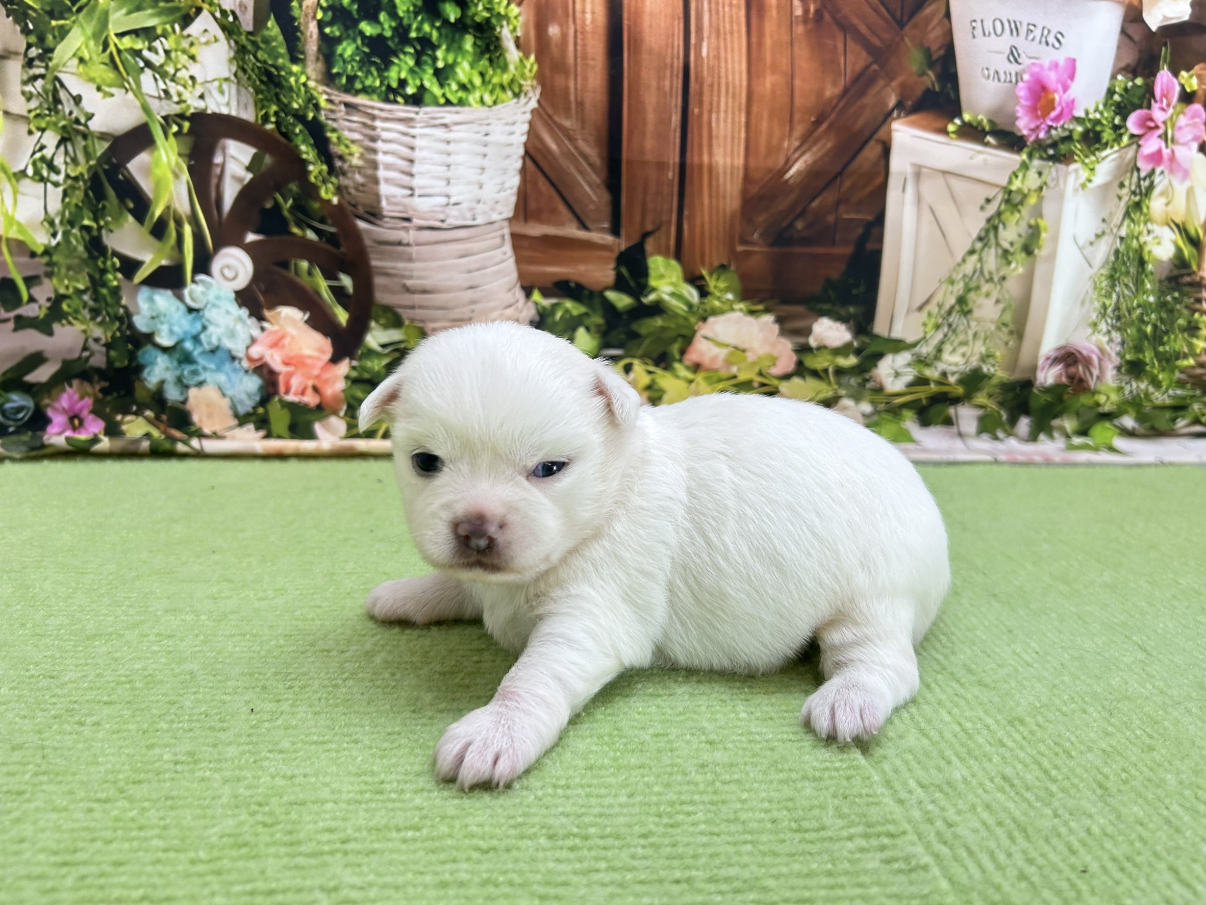 赤ちゃん写真1-2