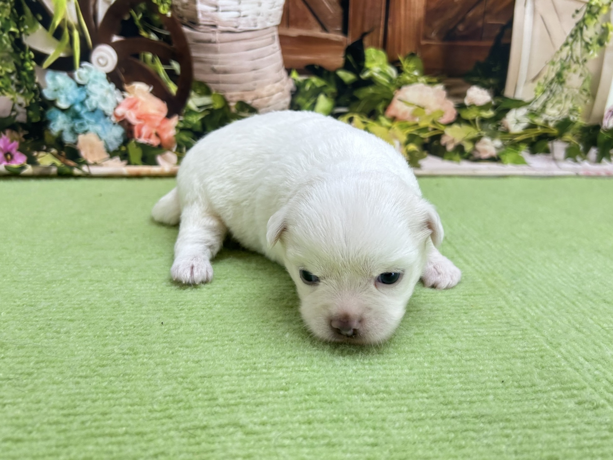 赤ちゃん写真1-3