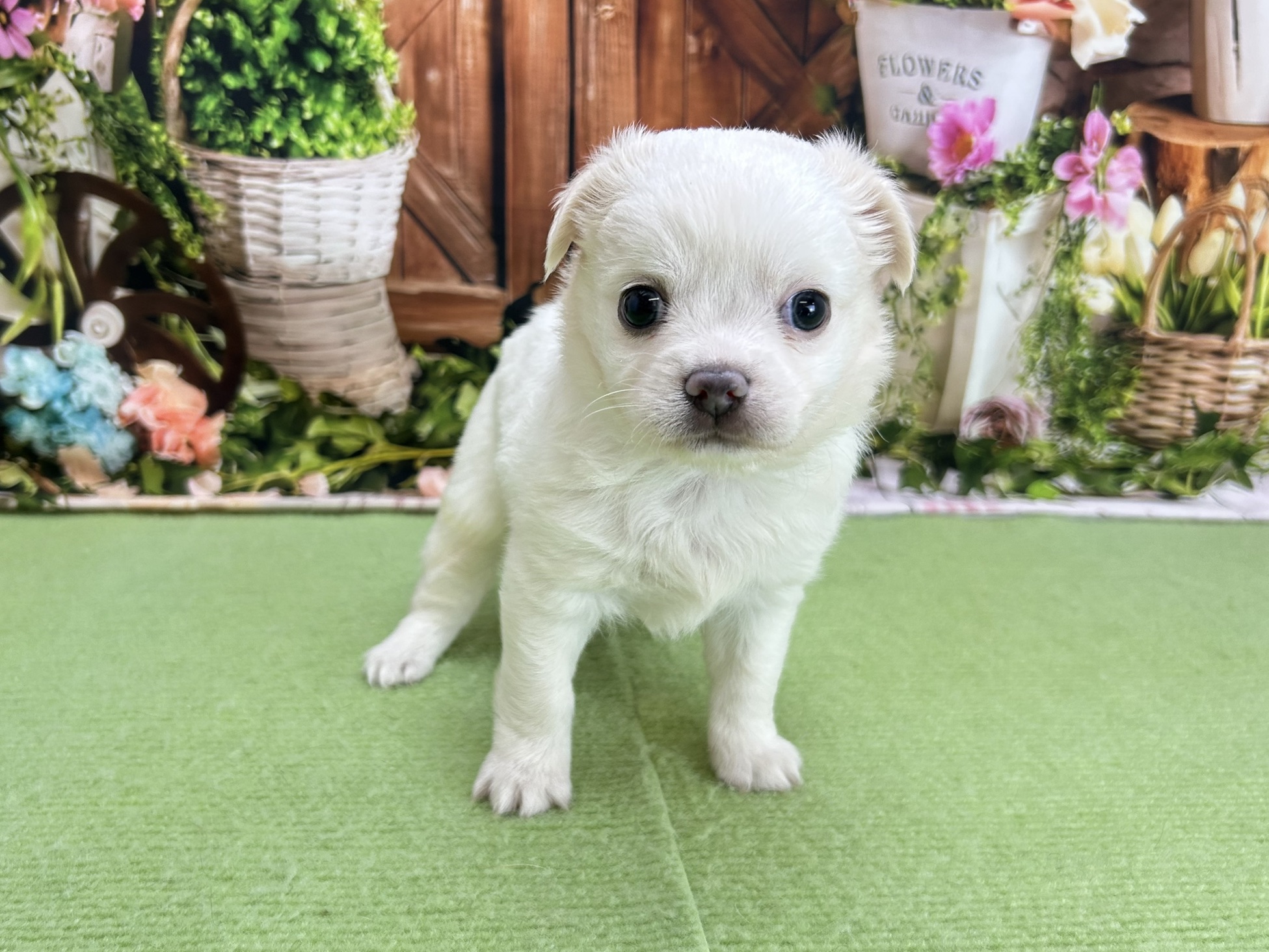 赤ちゃん写真2-1
