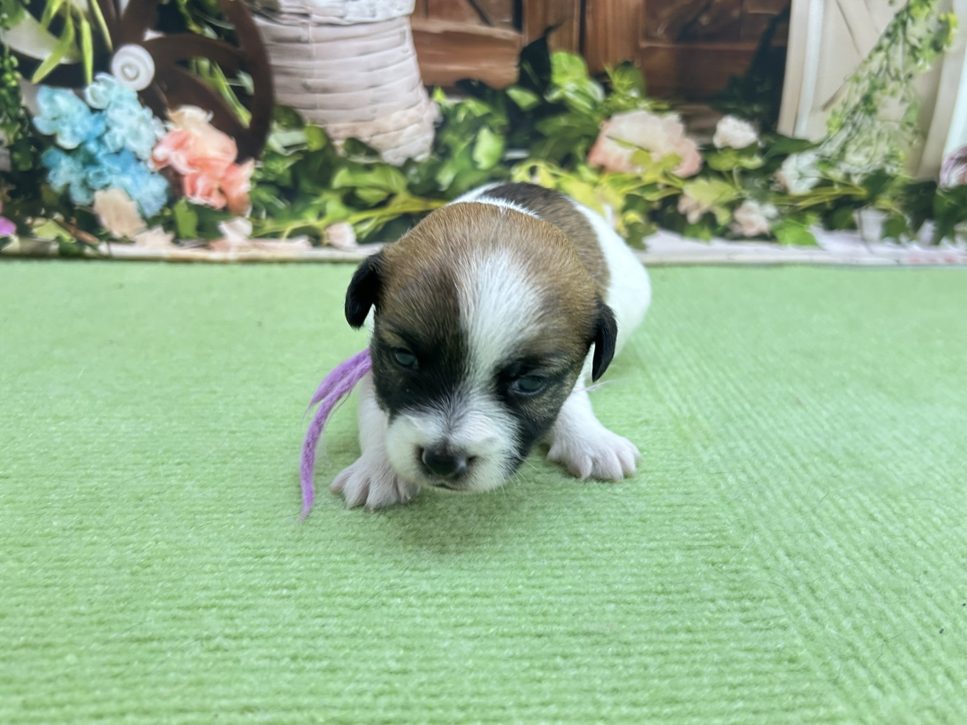 赤ちゃん写真1-1