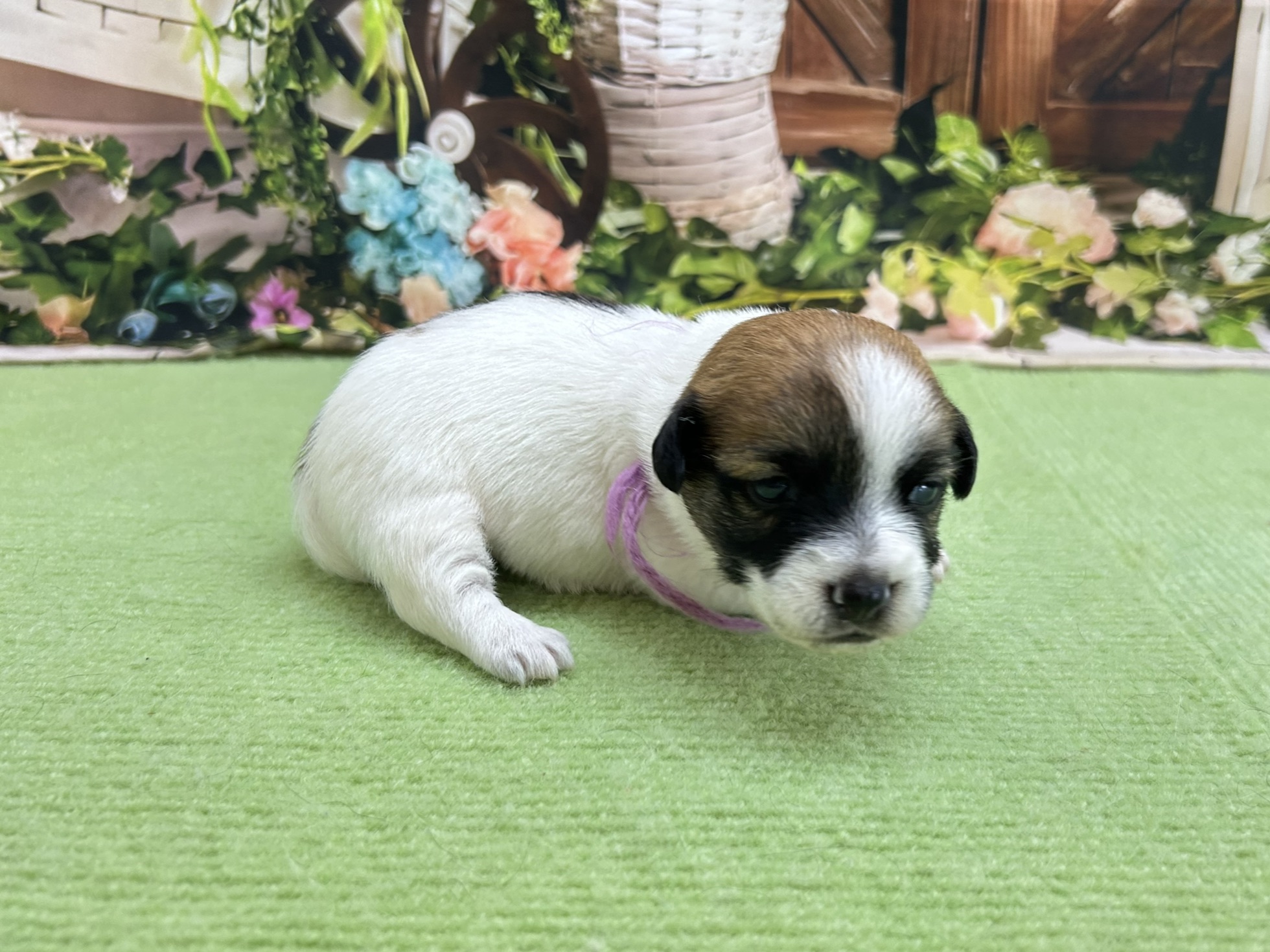 赤ちゃん写真1-2