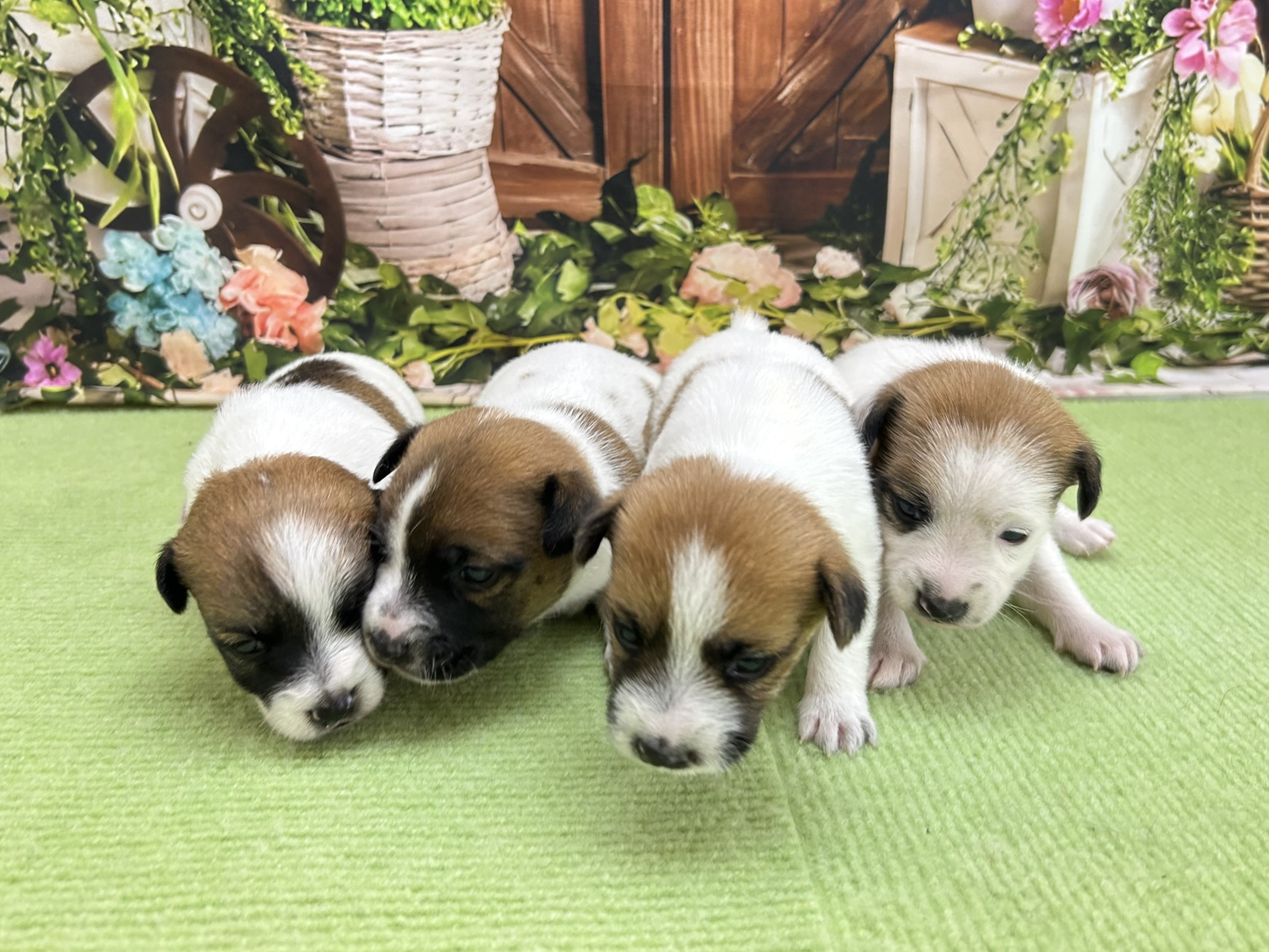 赤ちゃん写真1-3