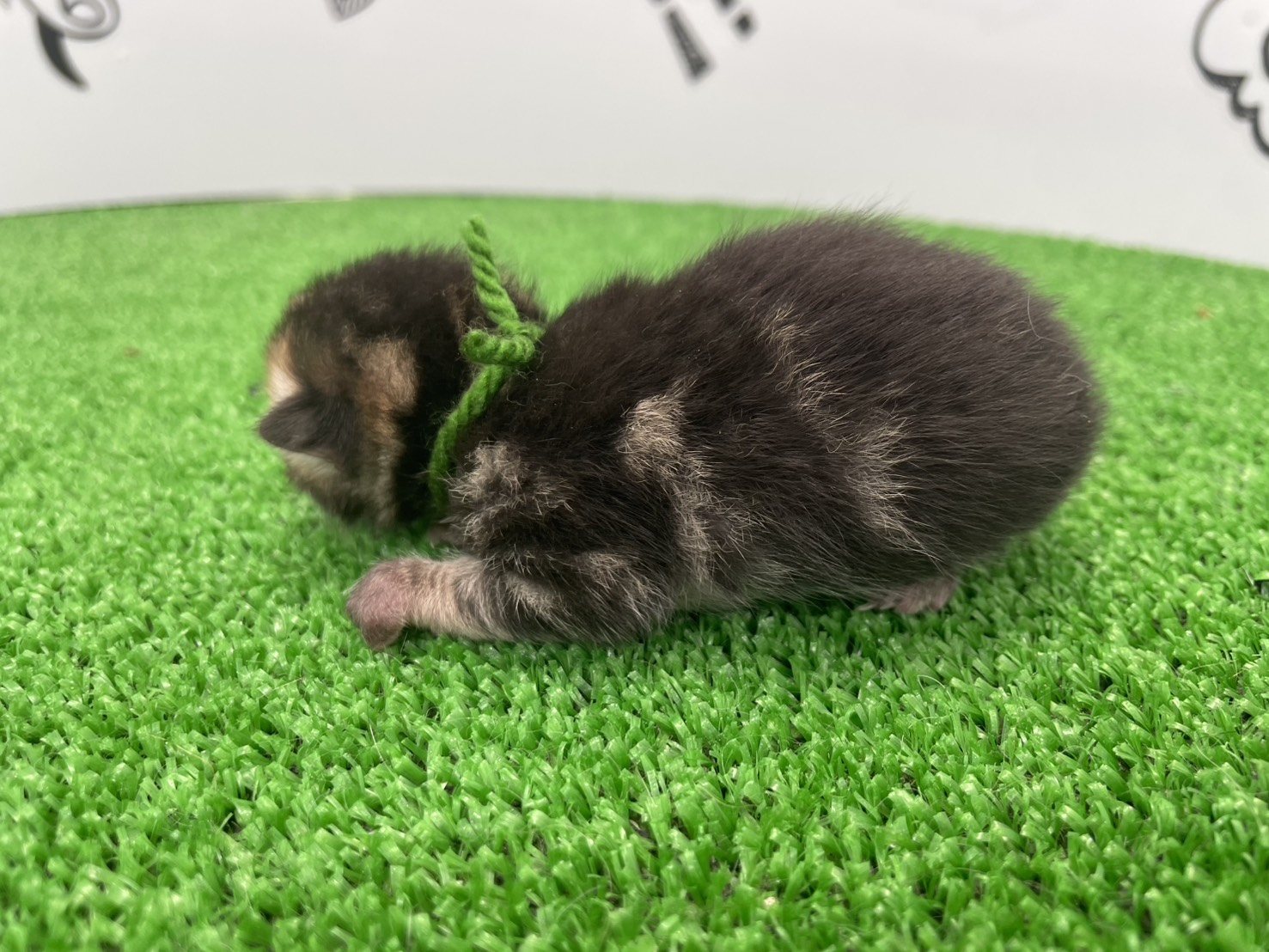 赤ちゃん写真1-2