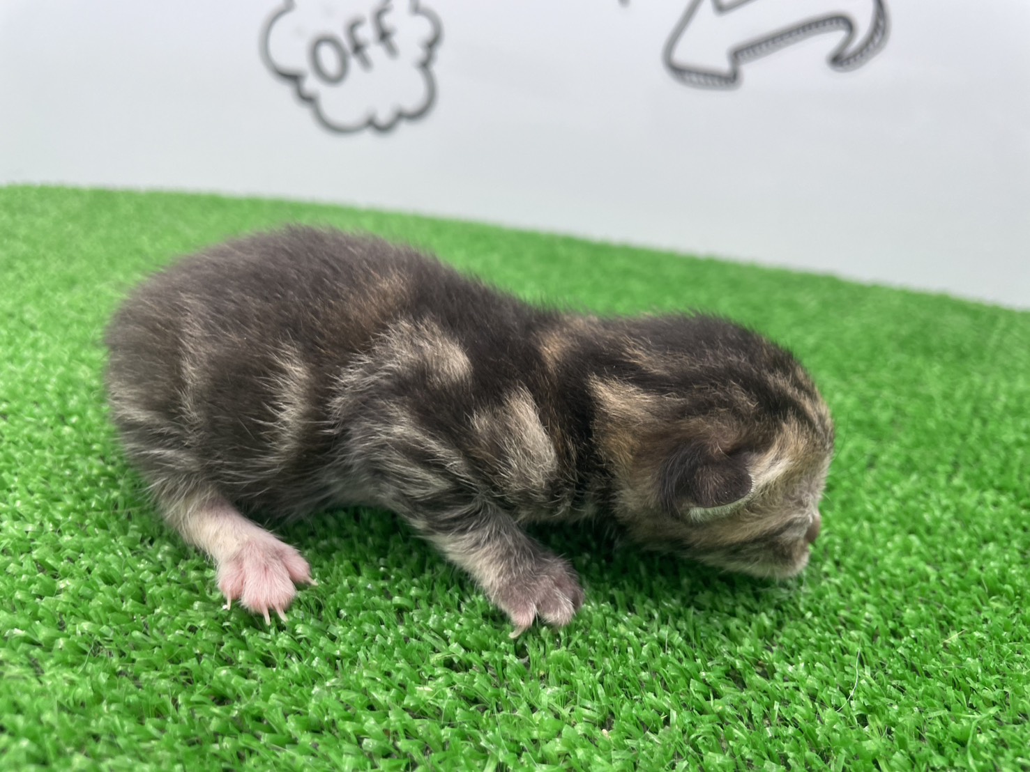 赤ちゃん写真1-2