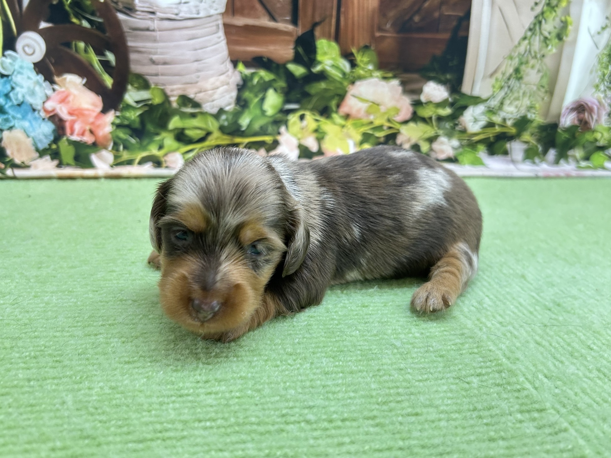 赤ちゃん写真1-2