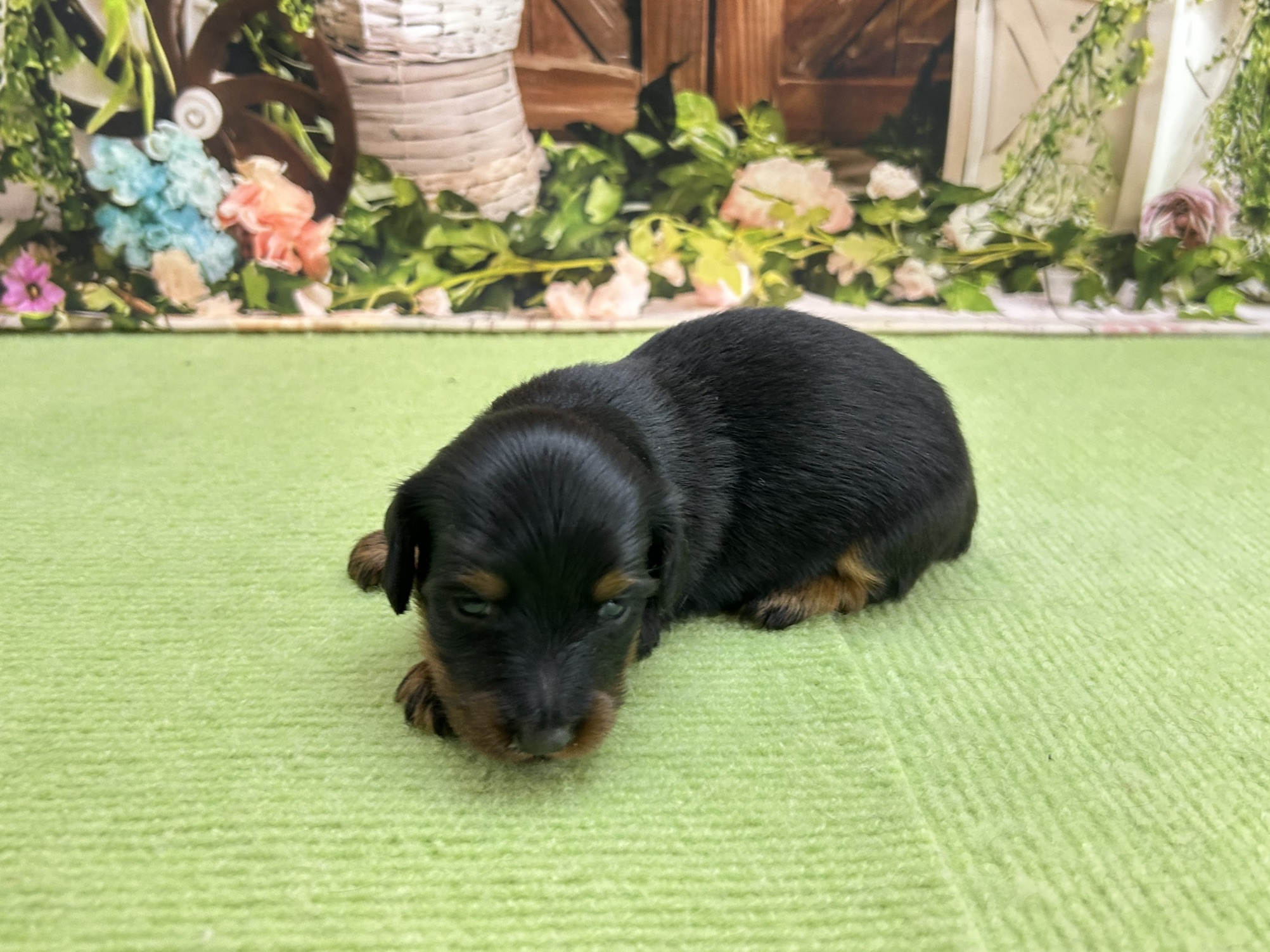 赤ちゃん写真1-2