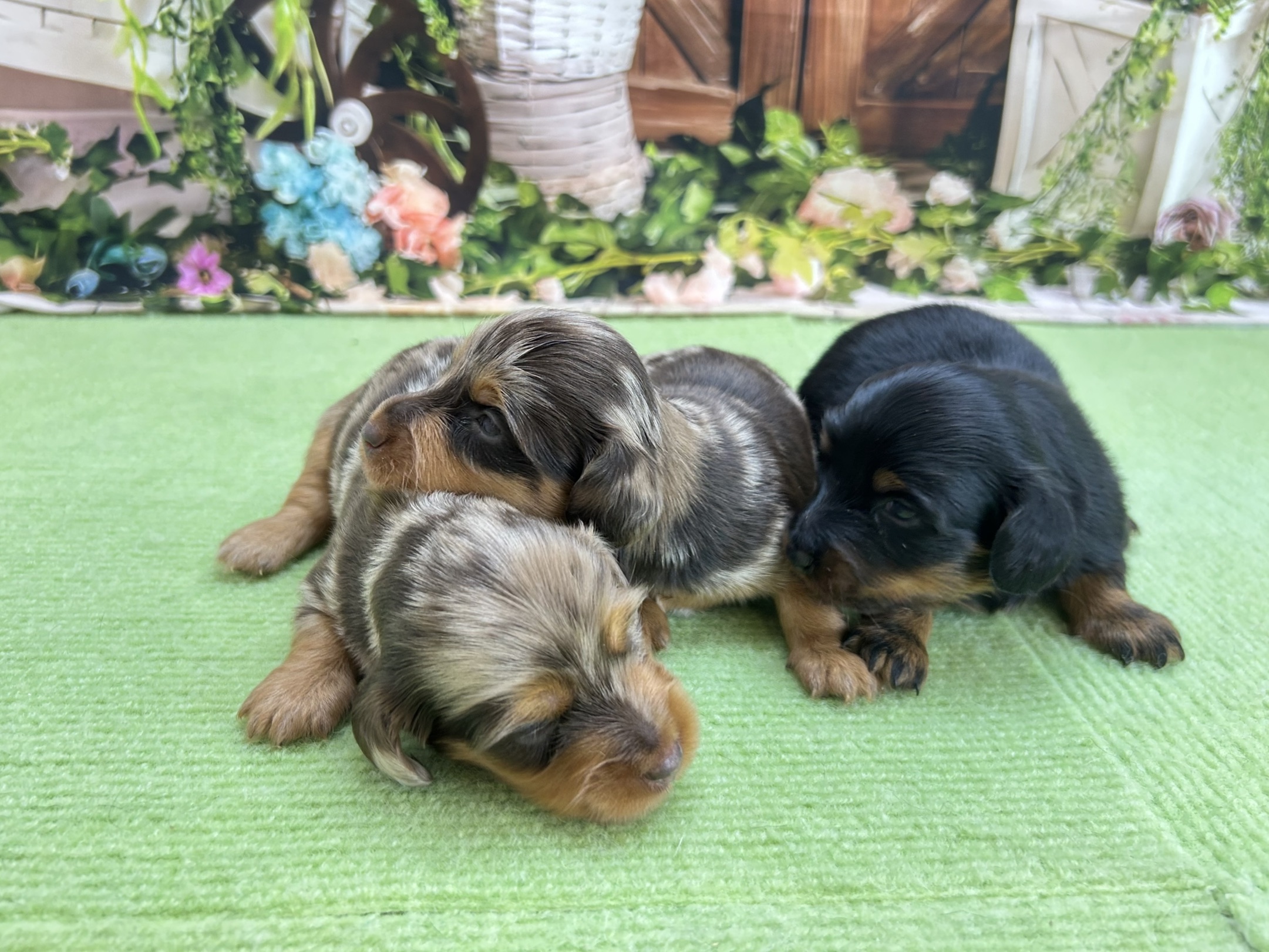 赤ちゃん写真1-3