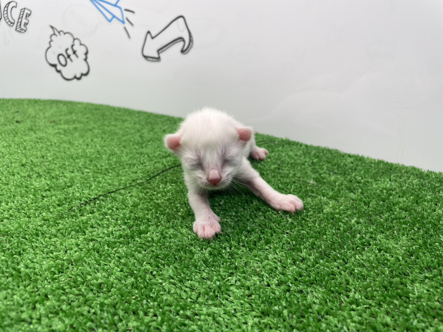 赤ちゃん写真1-1