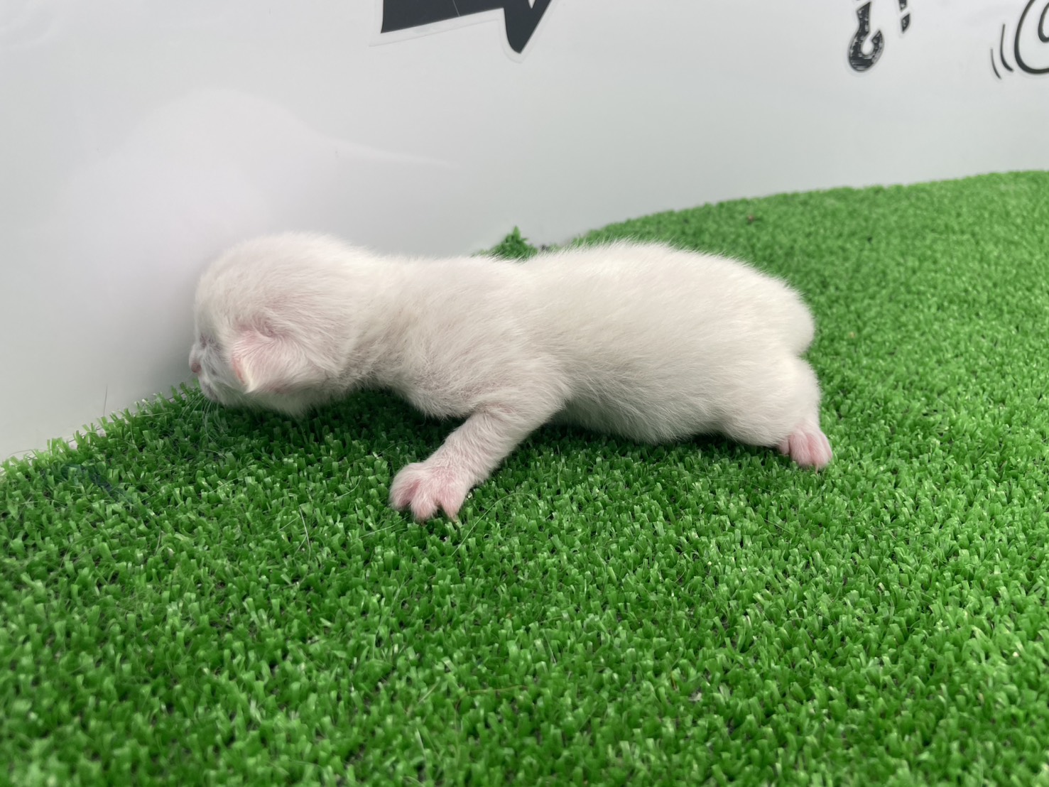 赤ちゃん写真1-2