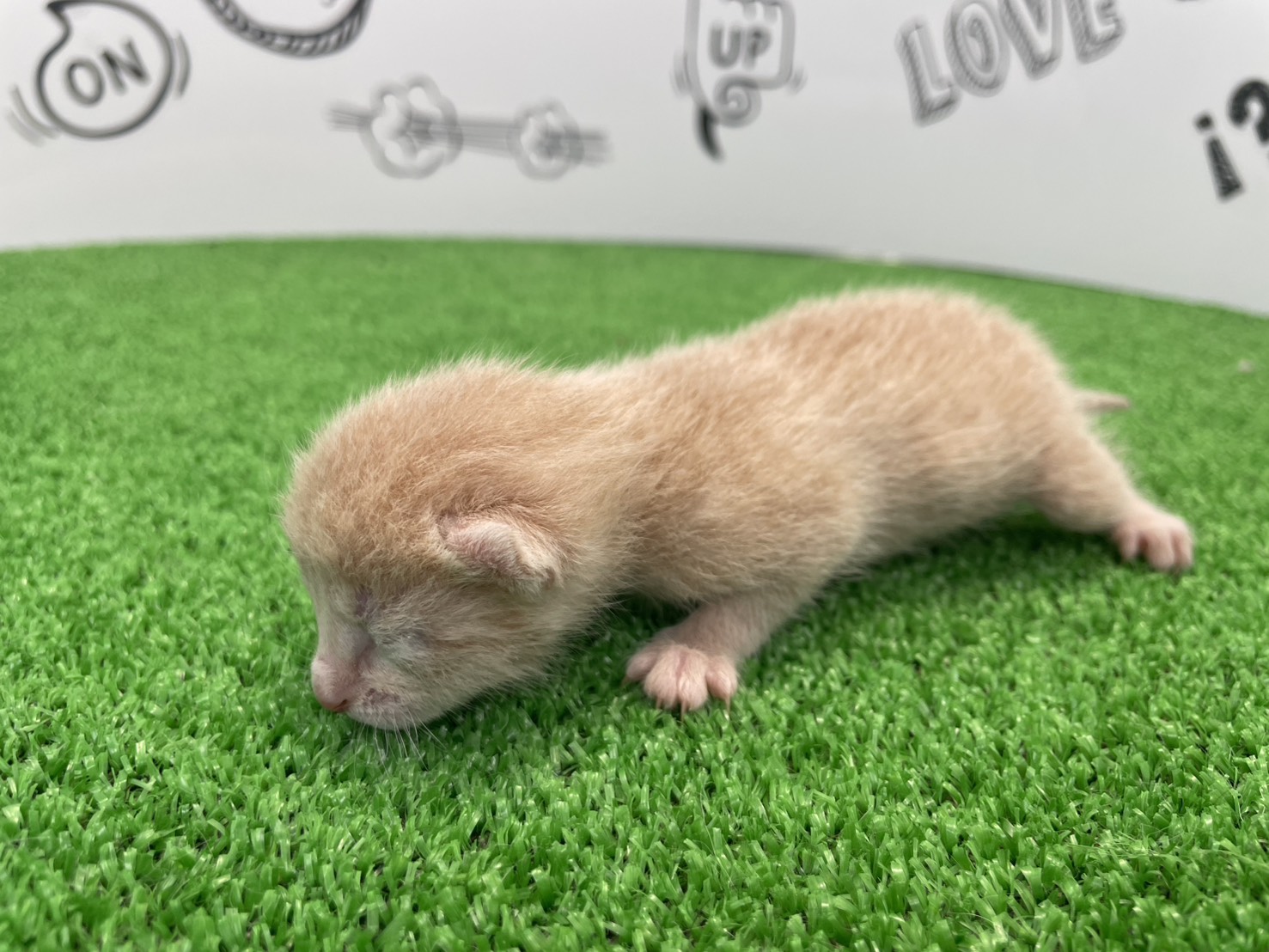 赤ちゃん写真1-2