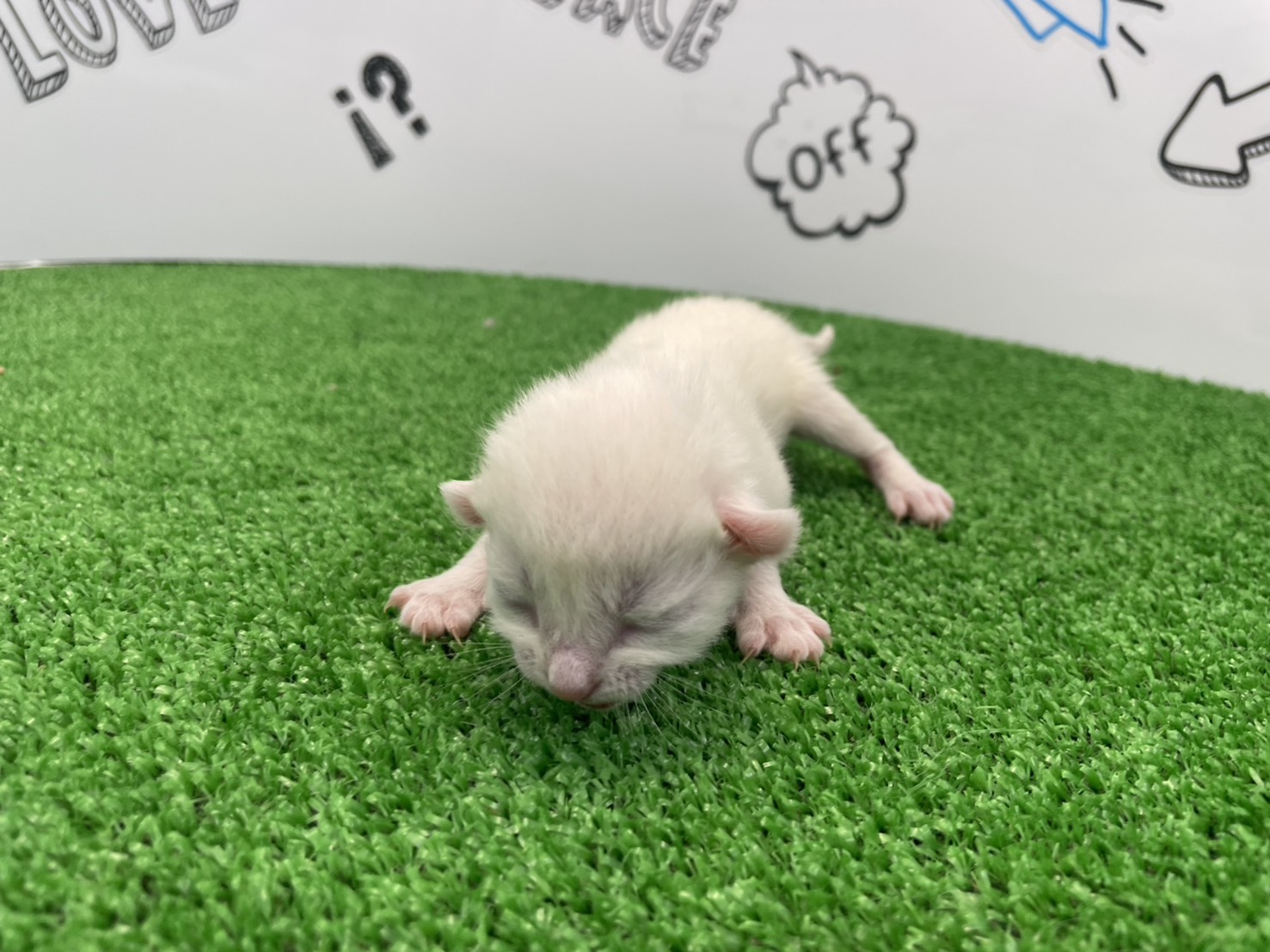 赤ちゃん写真1-1
