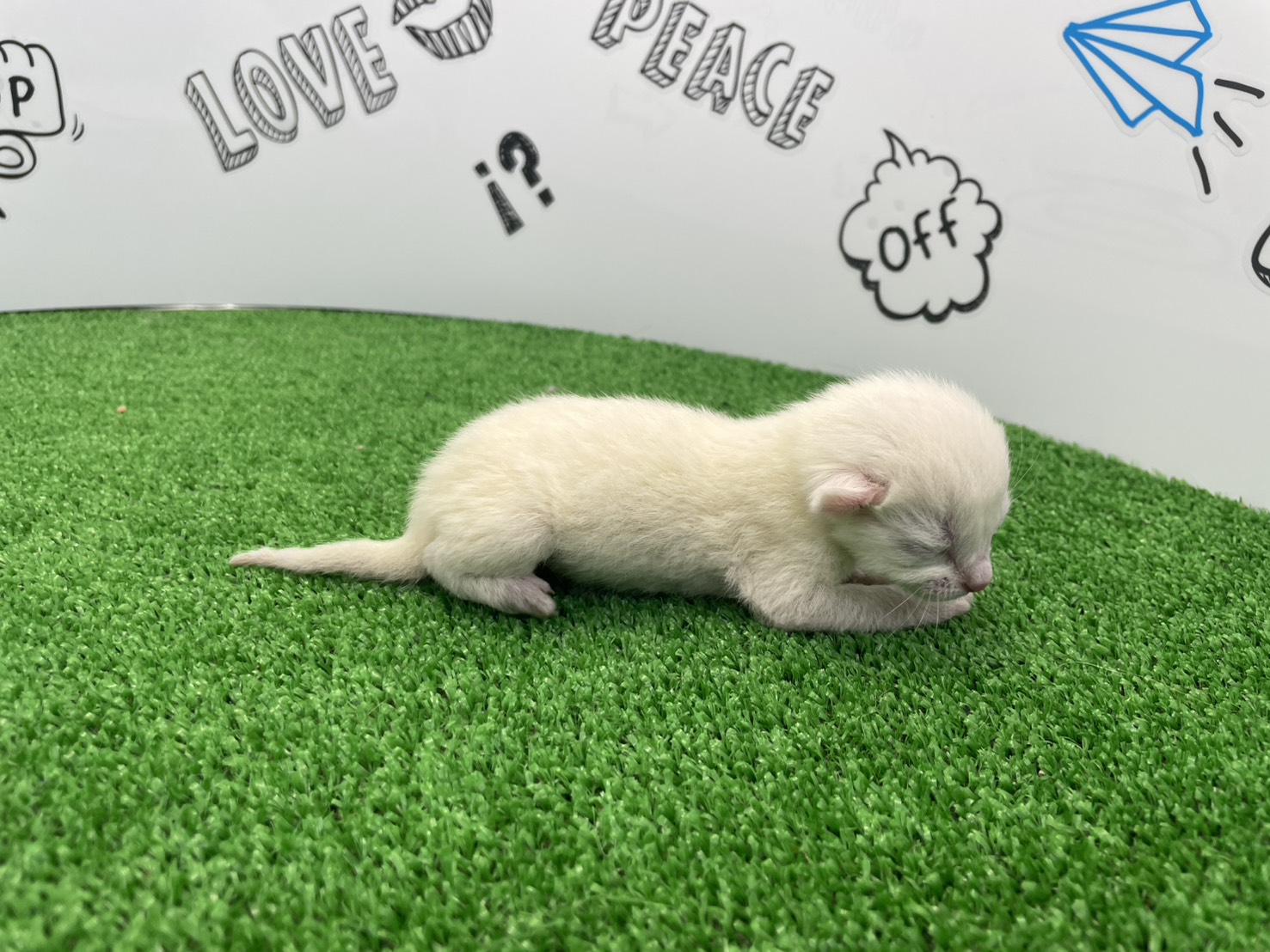 赤ちゃん写真1-2