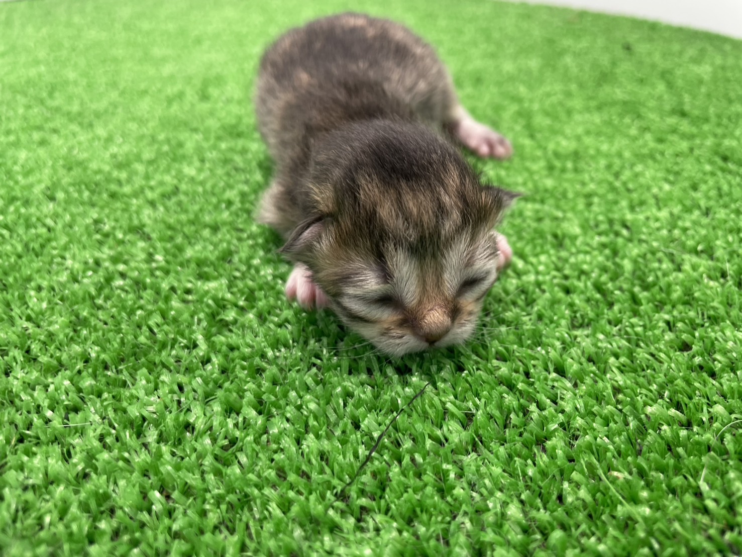 赤ちゃん写真1-1