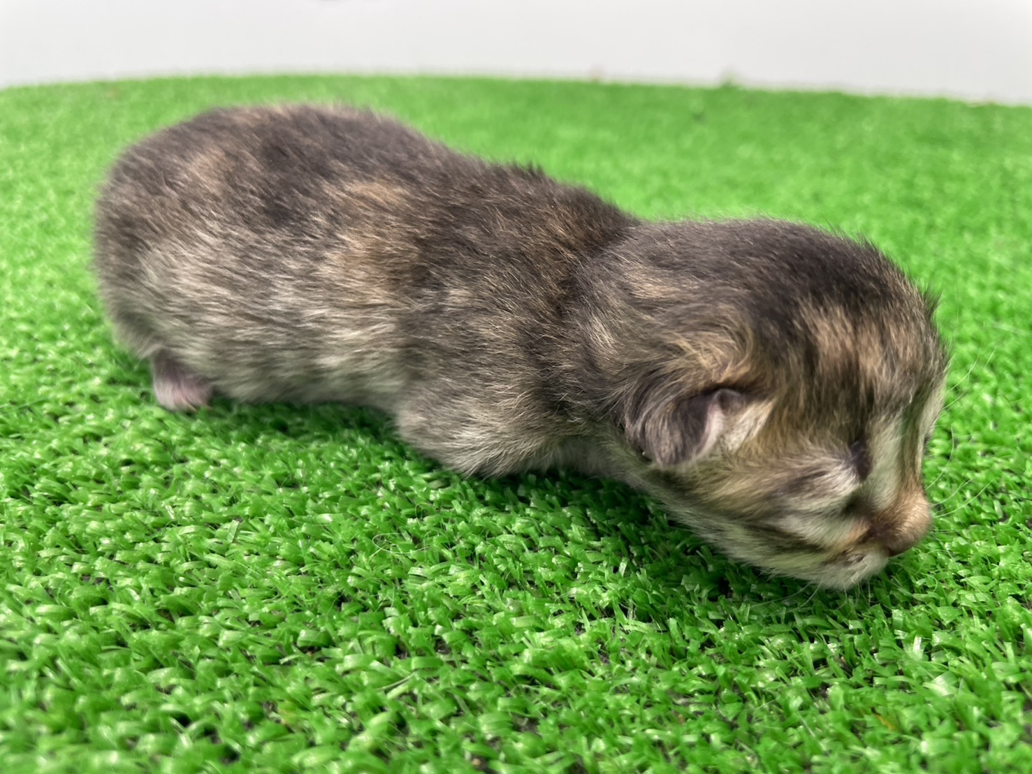 赤ちゃん写真1-2