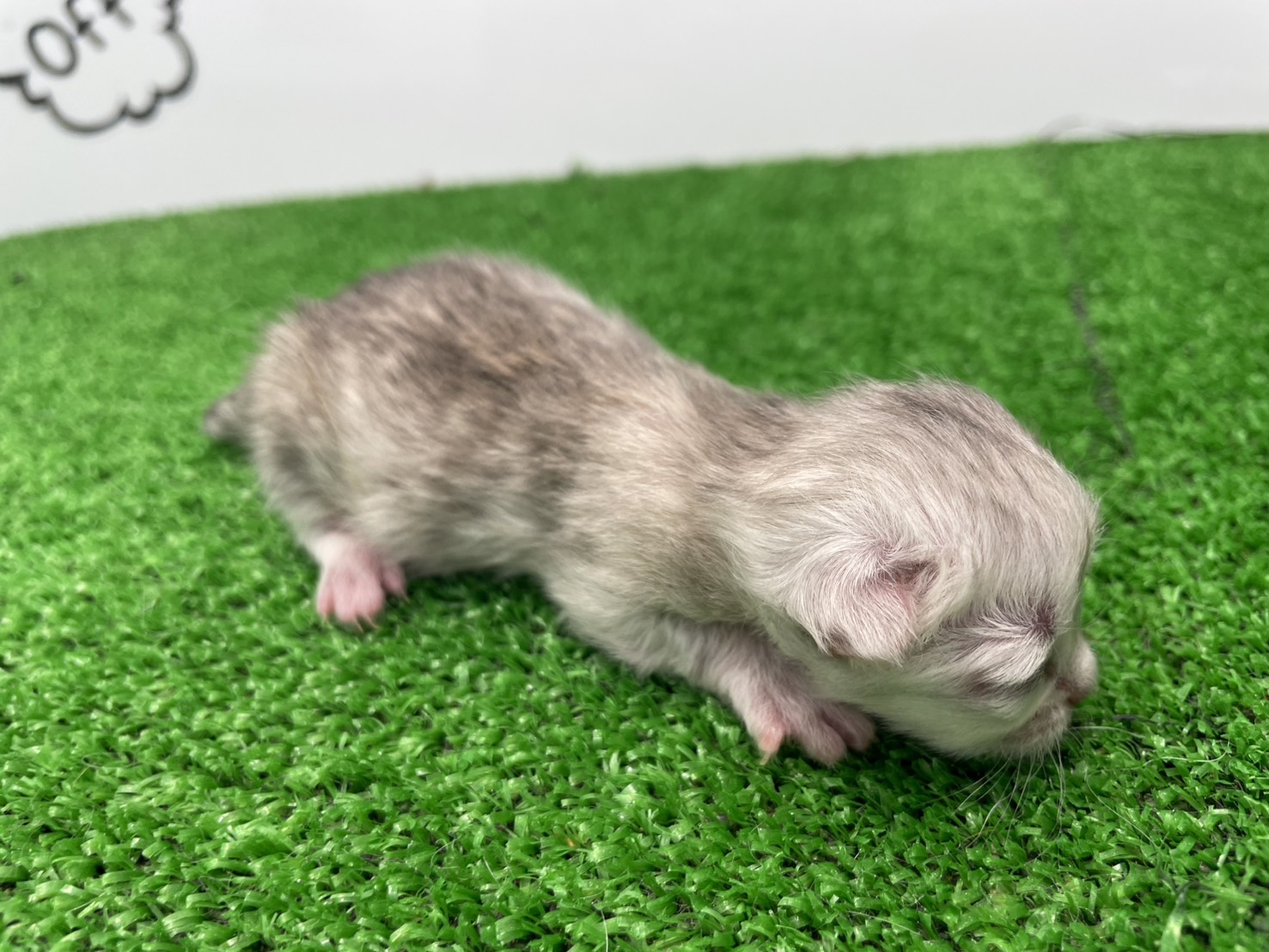 赤ちゃん写真1-2