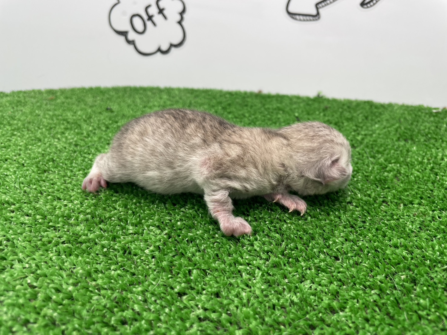 赤ちゃん写真1-2