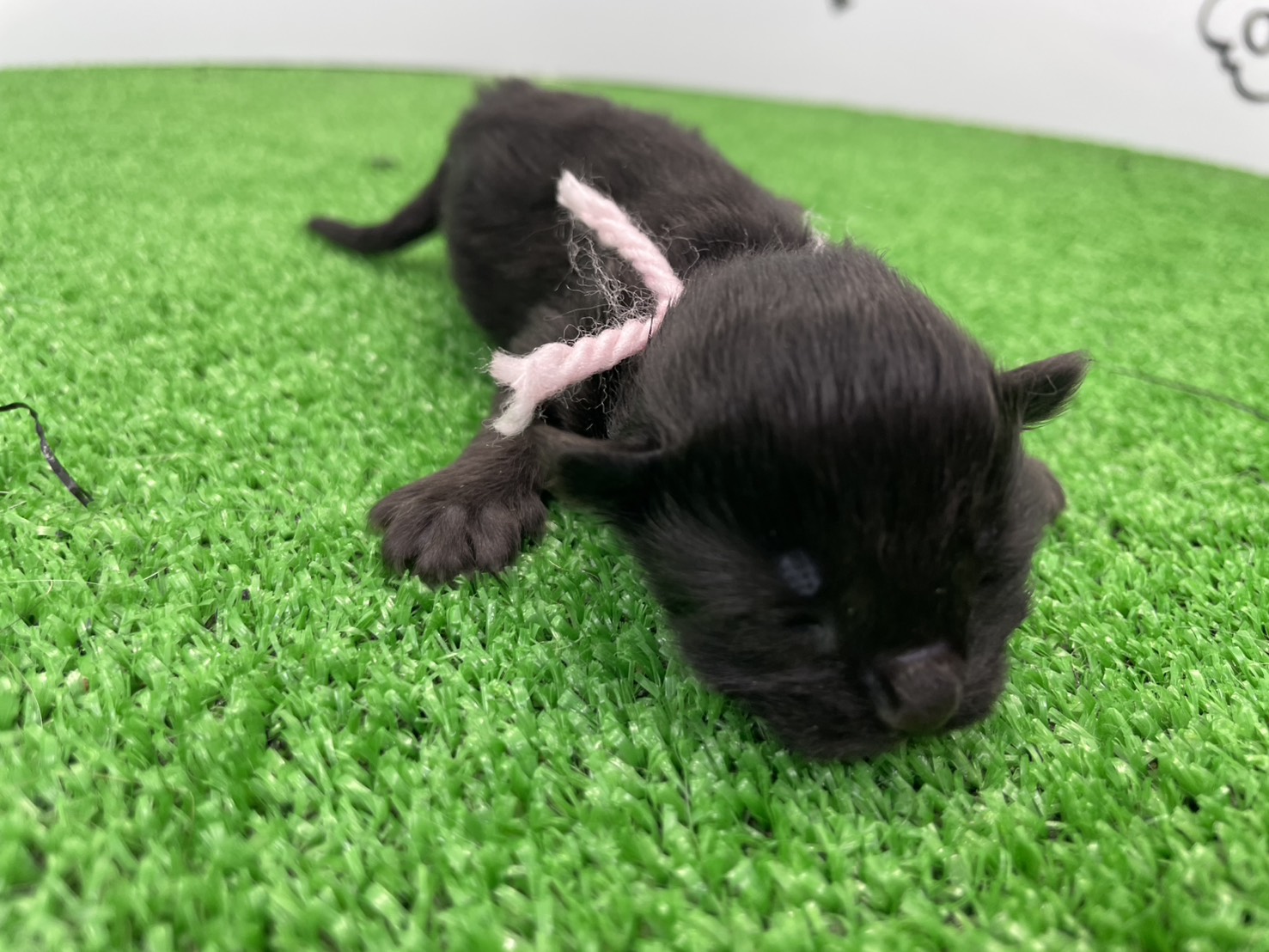 赤ちゃん写真1-1