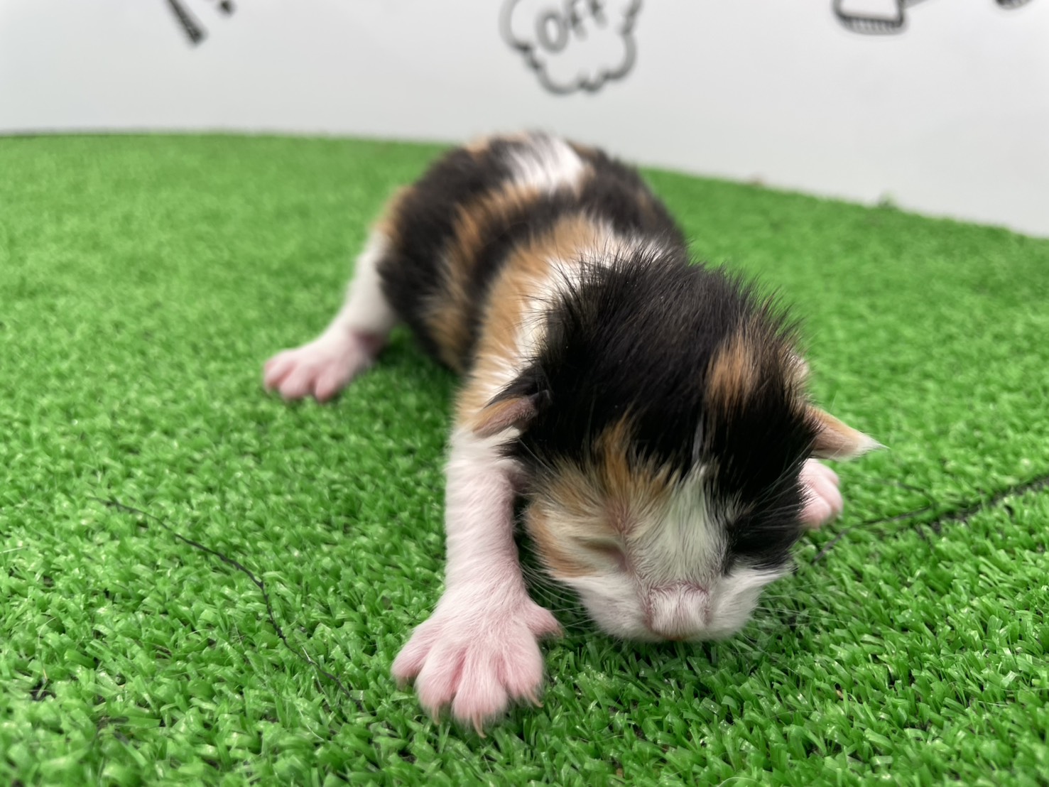 赤ちゃん写真1-1