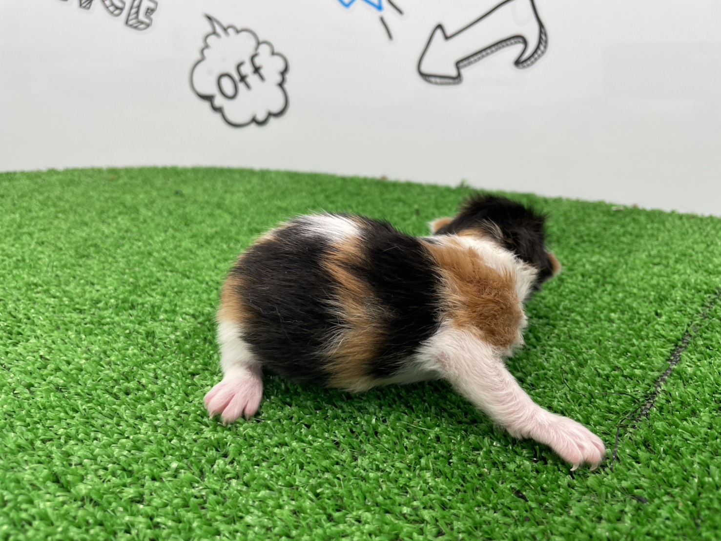赤ちゃん写真1-2