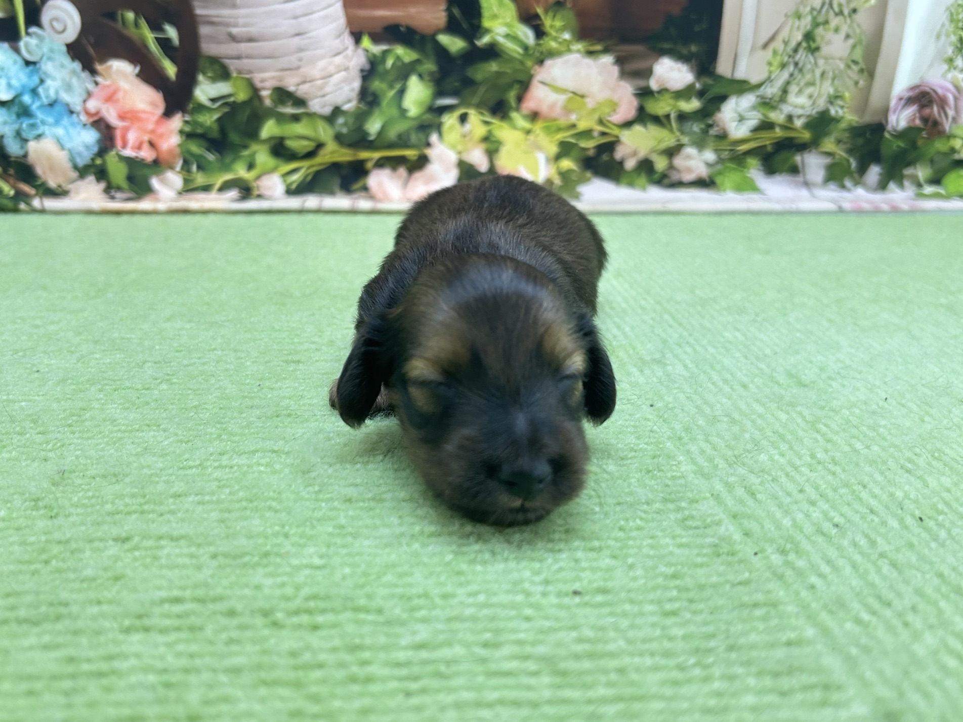 赤ちゃん写真1-1