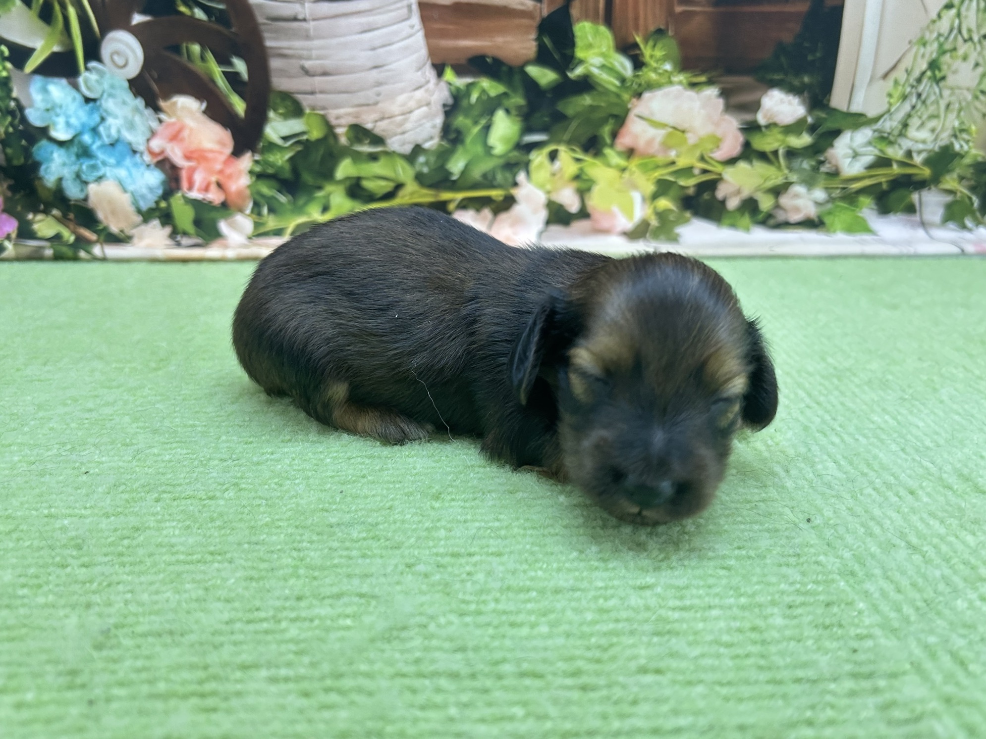 赤ちゃん写真1-2
