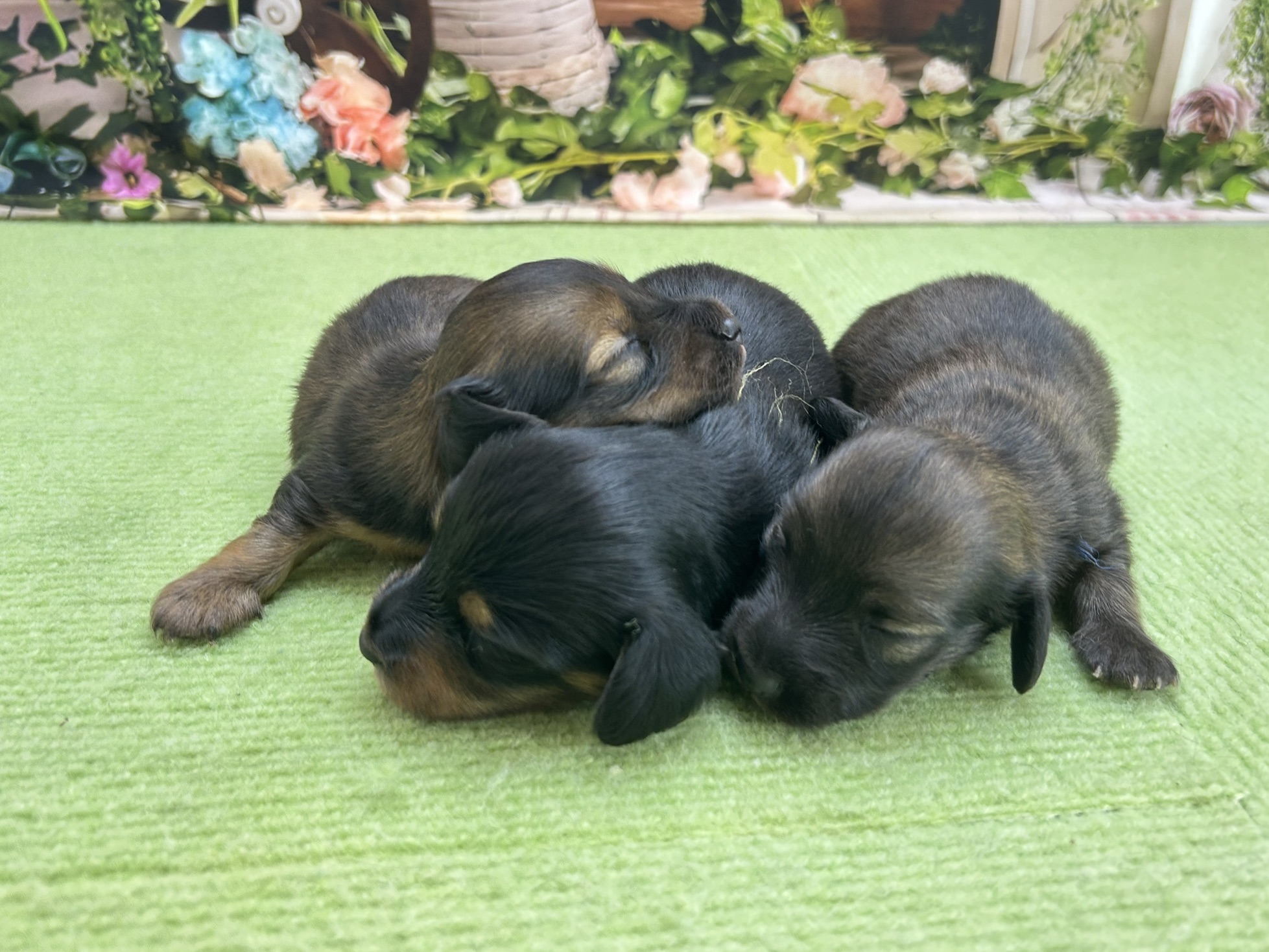 赤ちゃん写真1-3