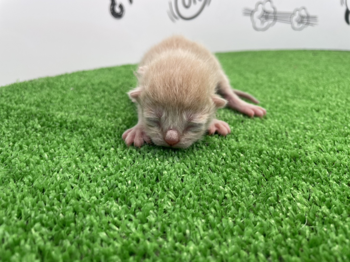 赤ちゃん写真1-1