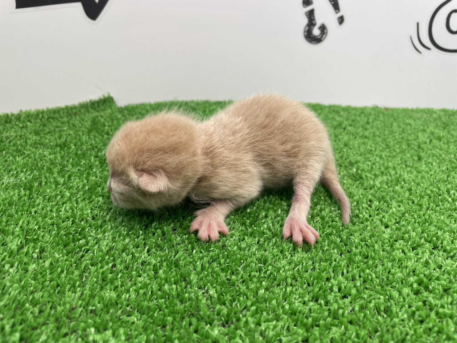 赤ちゃん写真1-2