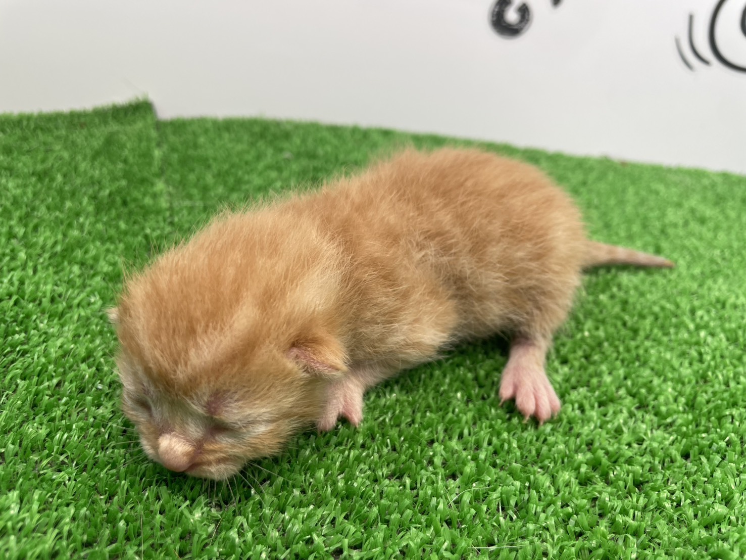 赤ちゃん写真1-2