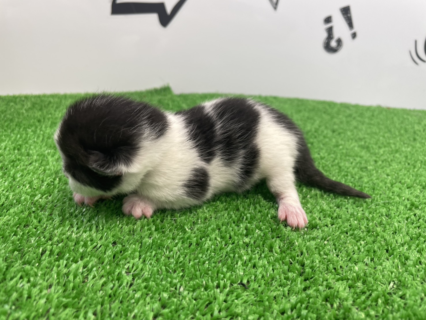 赤ちゃん写真1-2