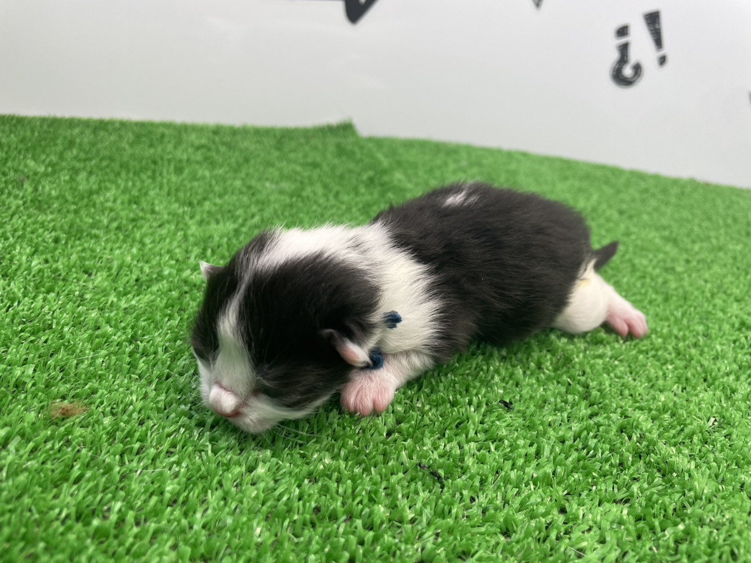 赤ちゃん写真1-2