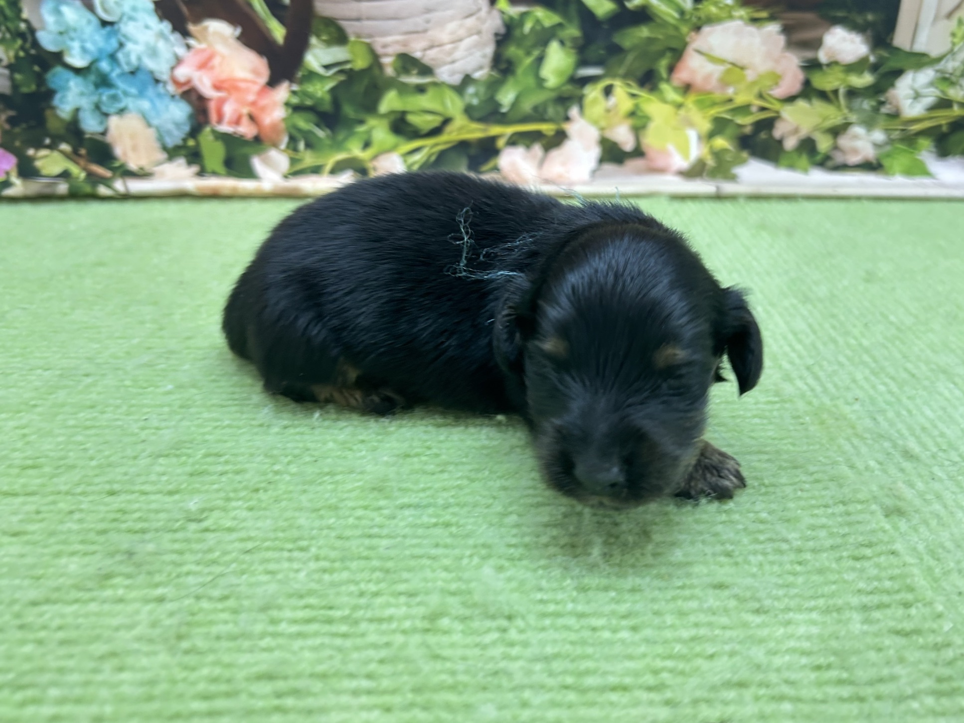 赤ちゃん写真1-2