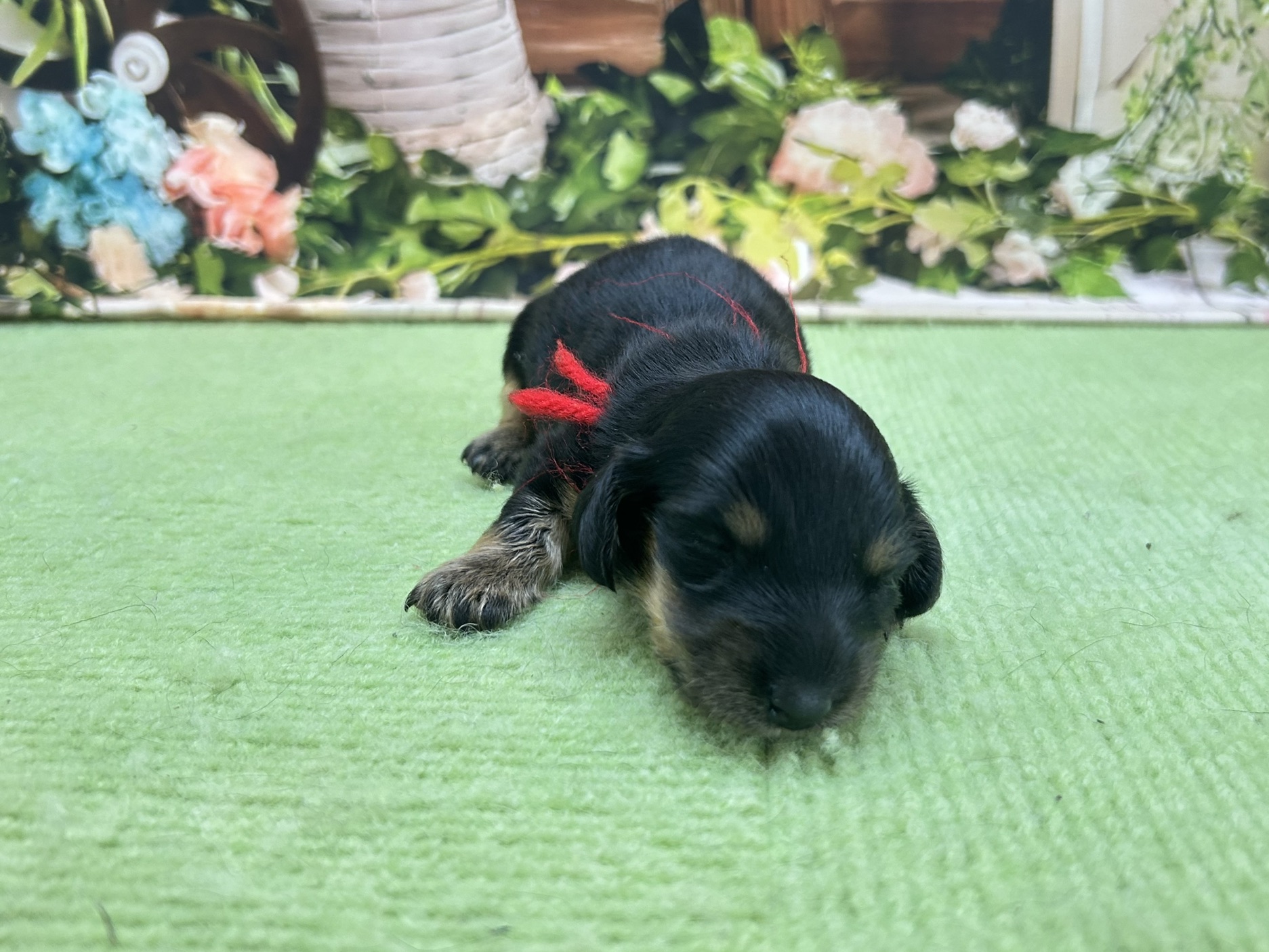 赤ちゃん写真1-1