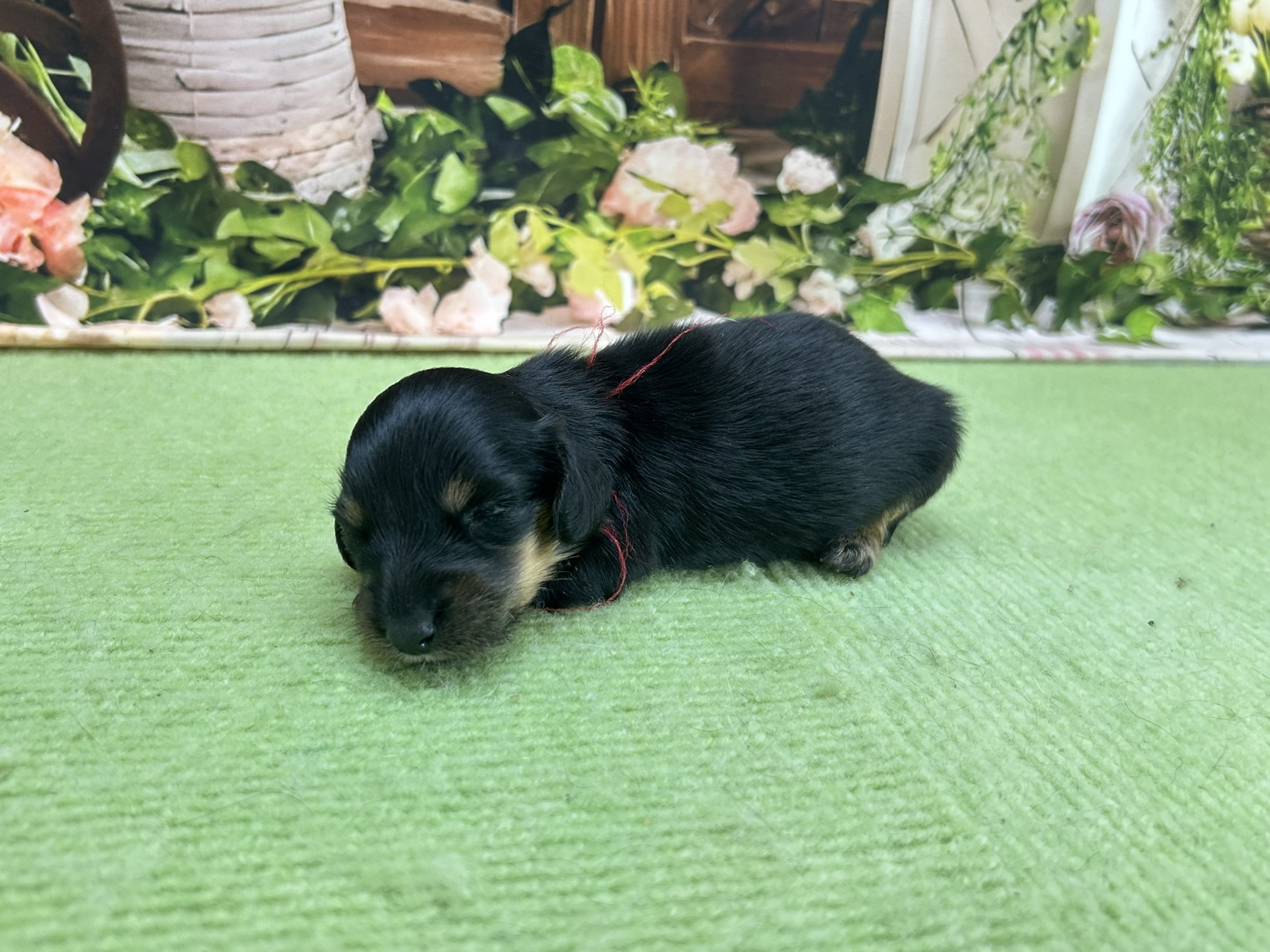 赤ちゃん写真1-2