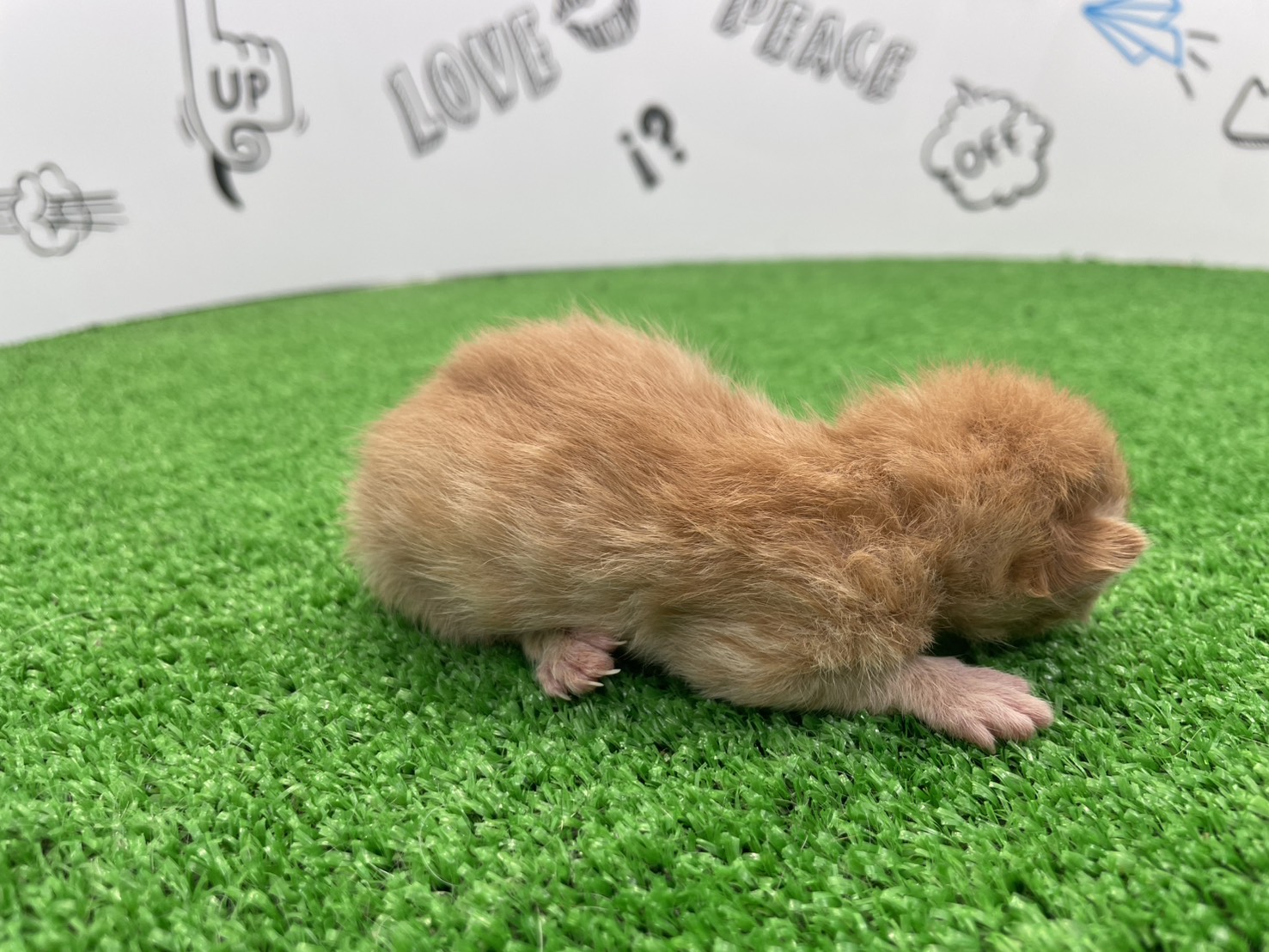赤ちゃん写真1-2