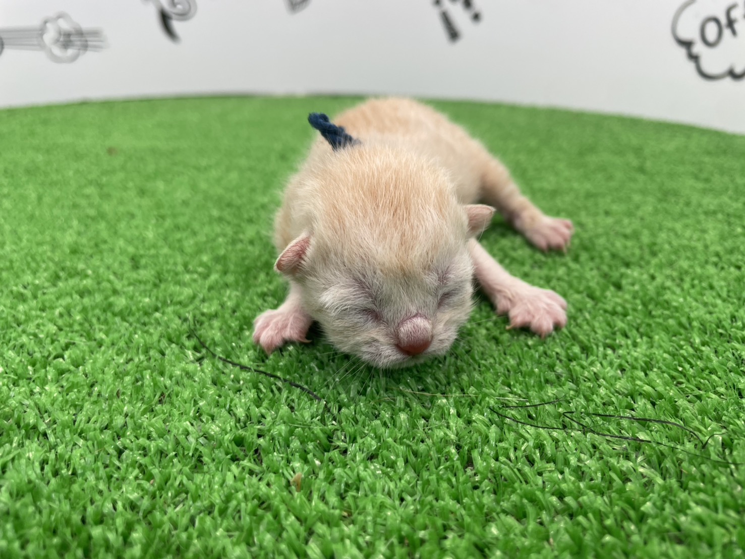 赤ちゃん写真1-1