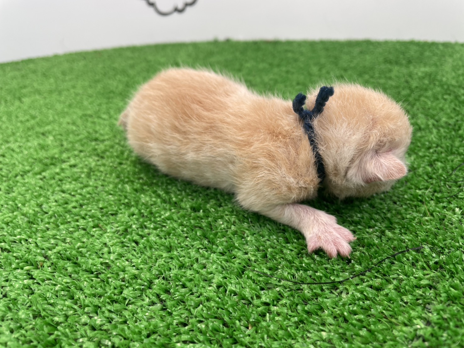 赤ちゃん写真1-2