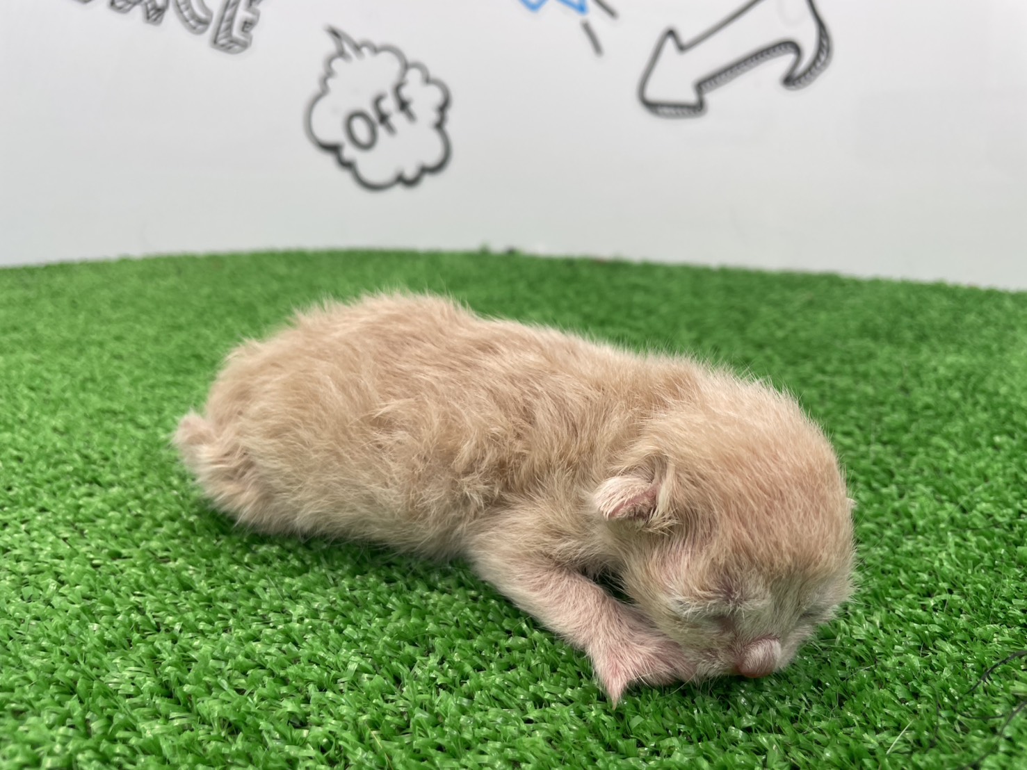 赤ちゃん写真1-2