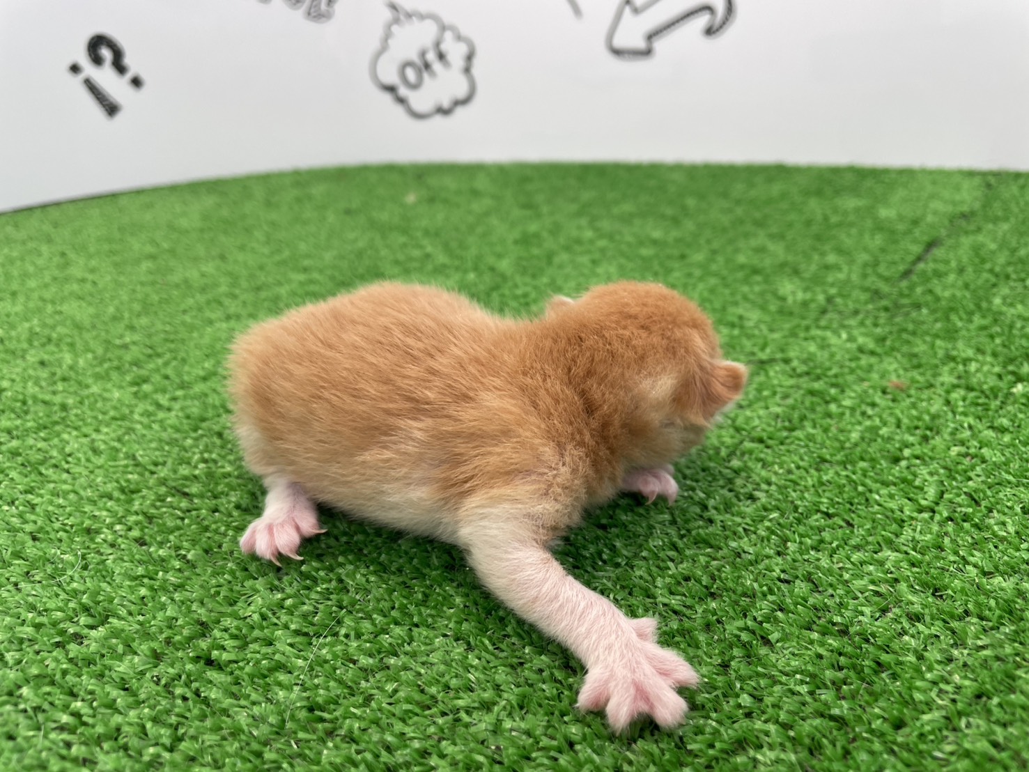 赤ちゃん写真1-2