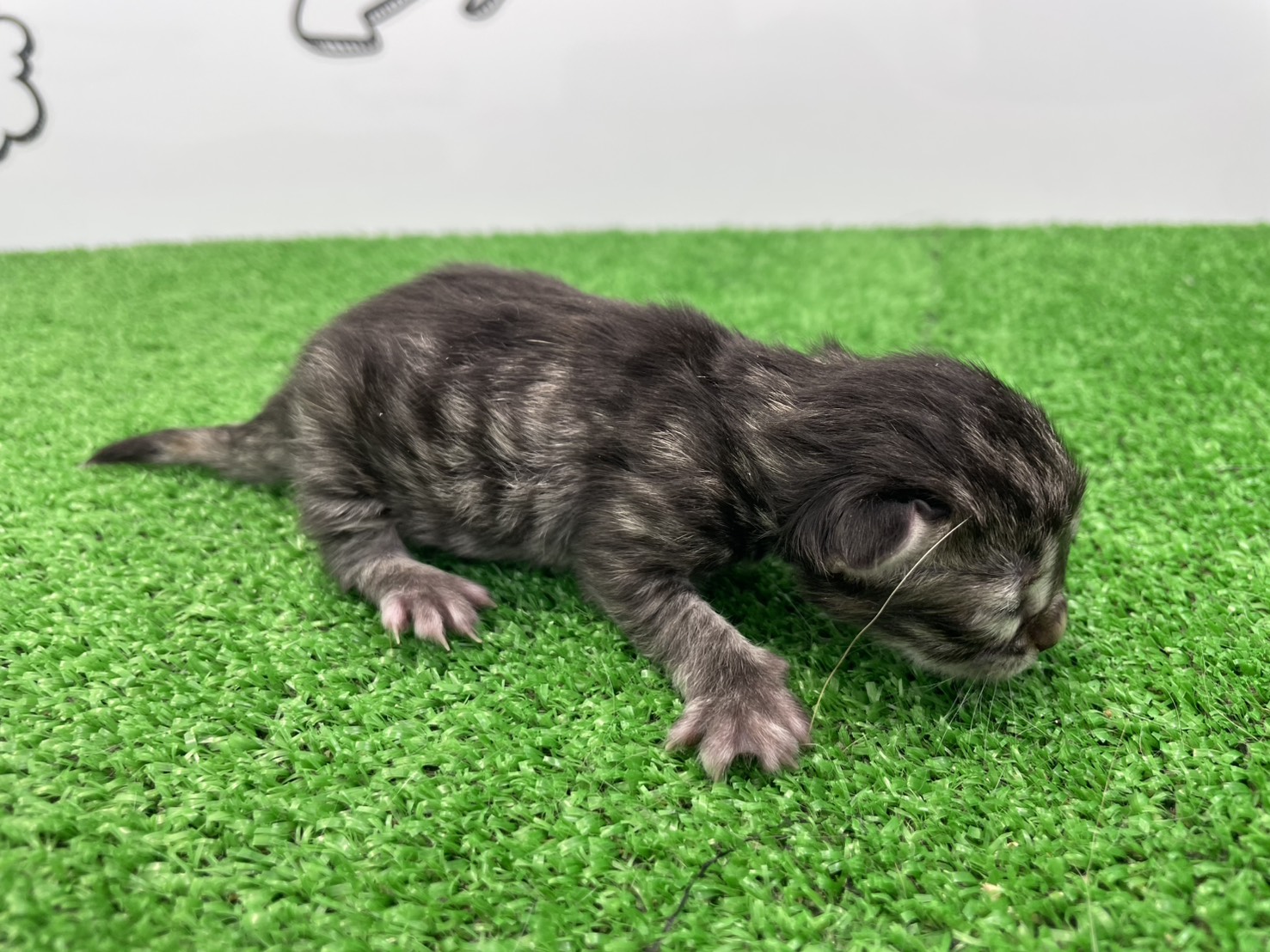 赤ちゃん写真1-2
