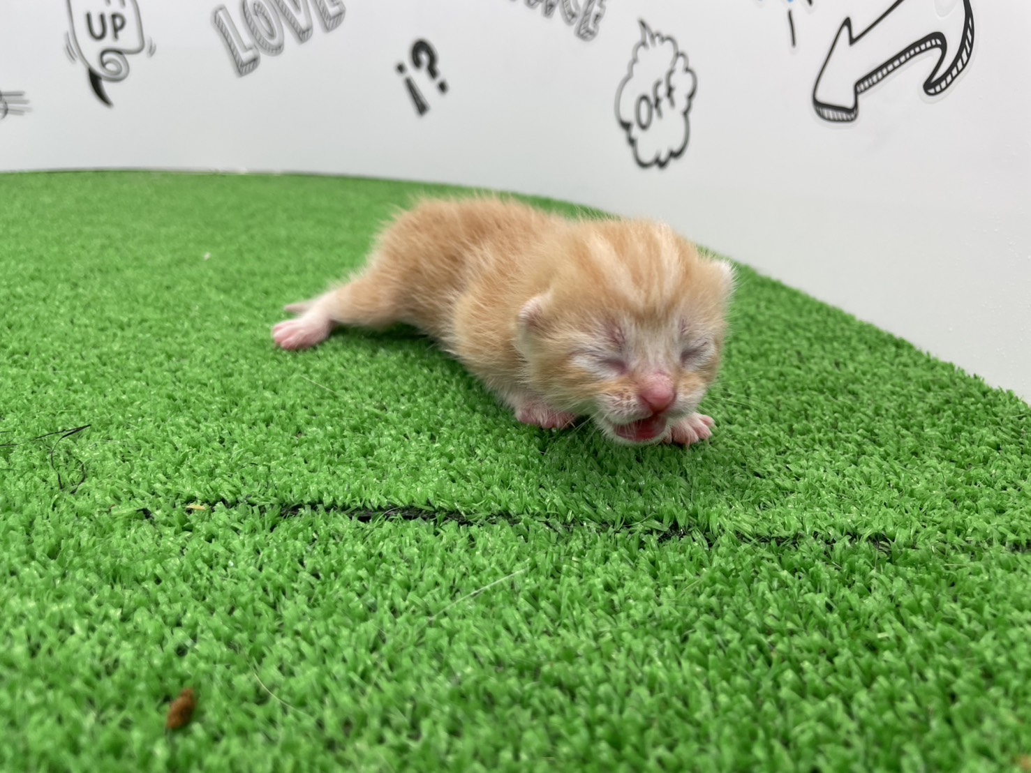 赤ちゃん写真1-1