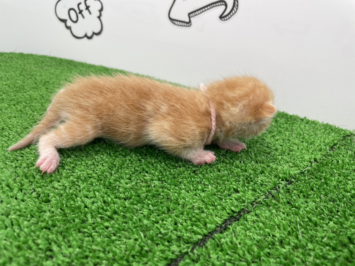 赤ちゃん写真1-2